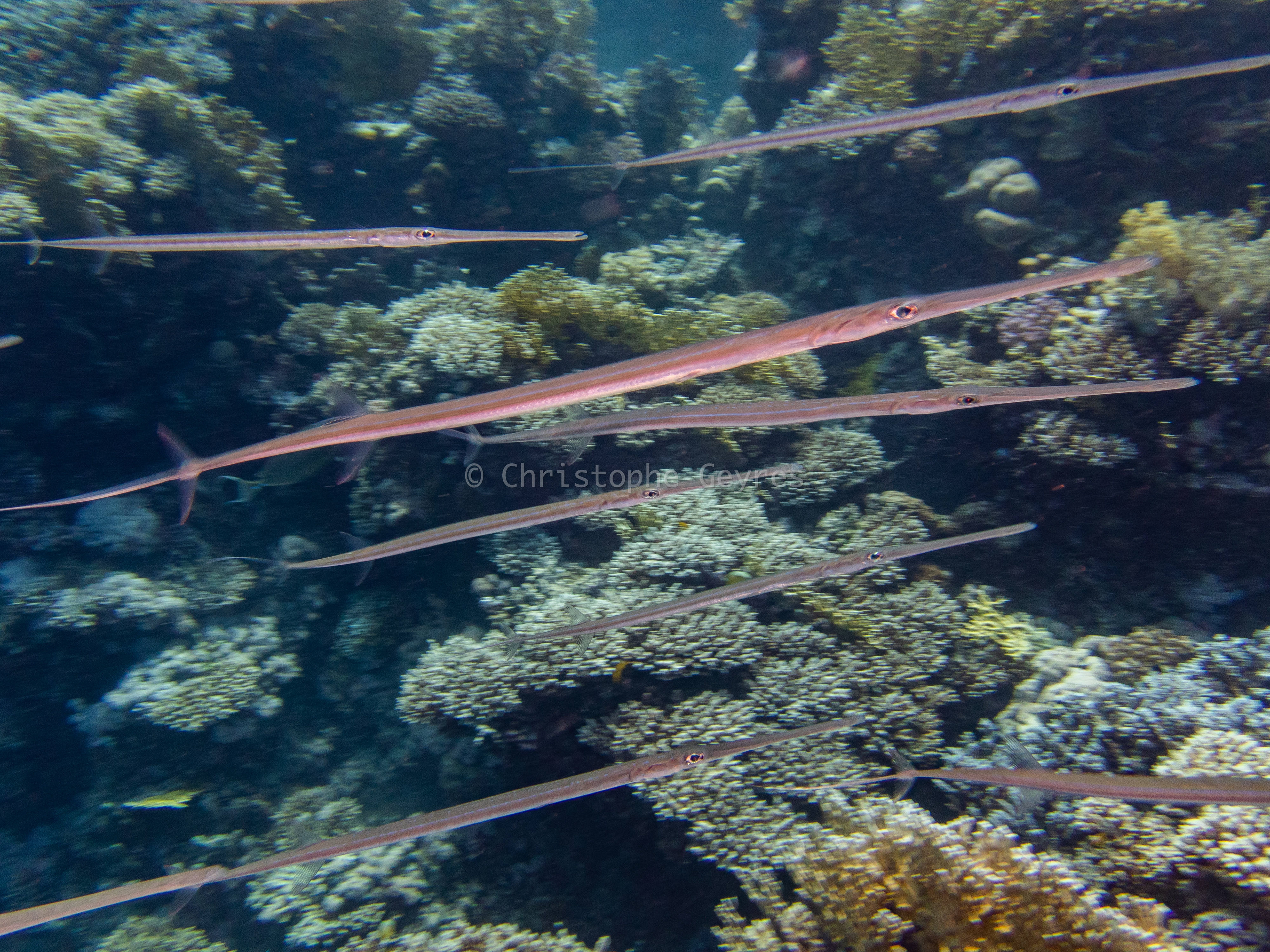 Poisson Flutes