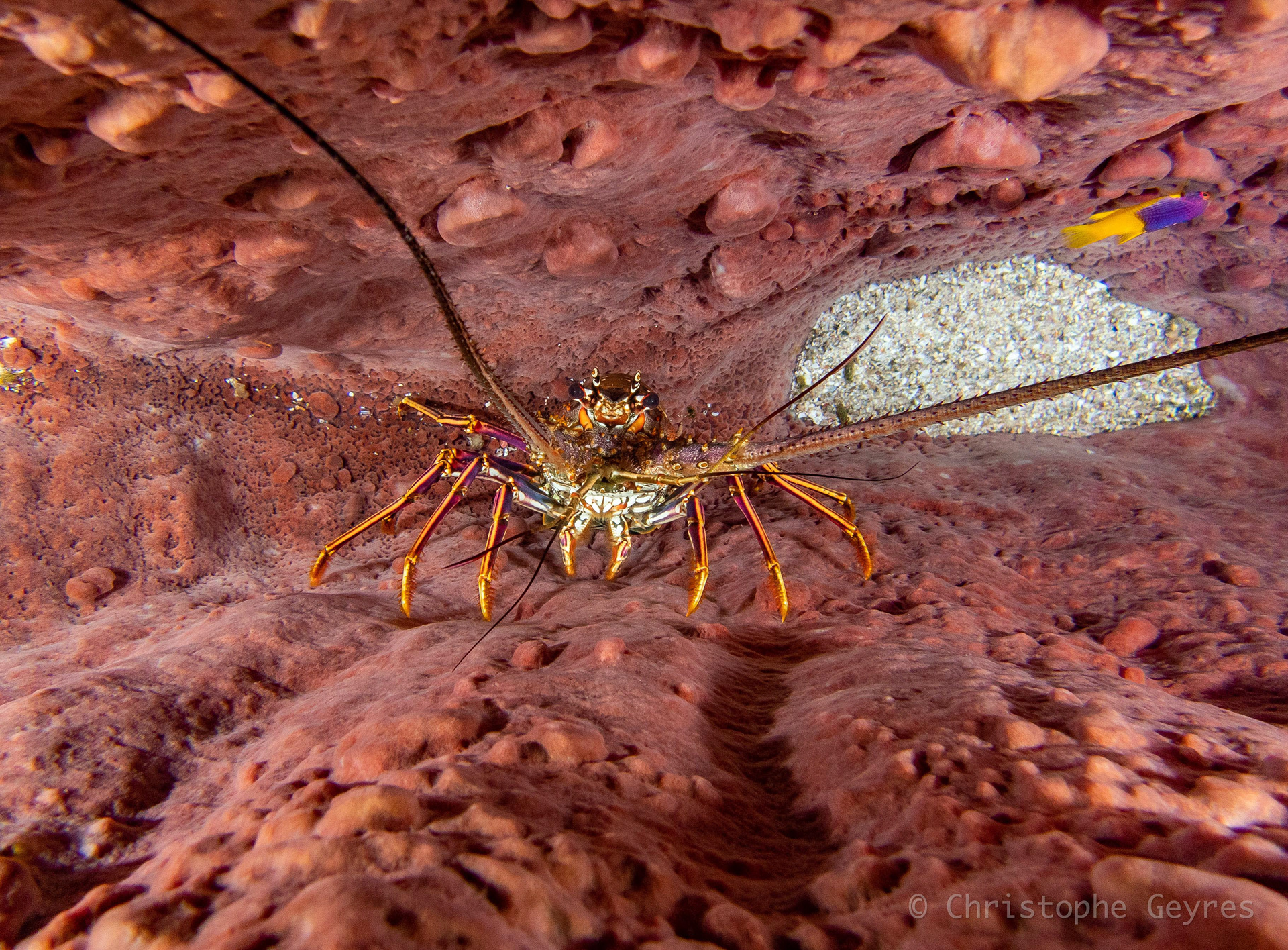 Langouste Royale