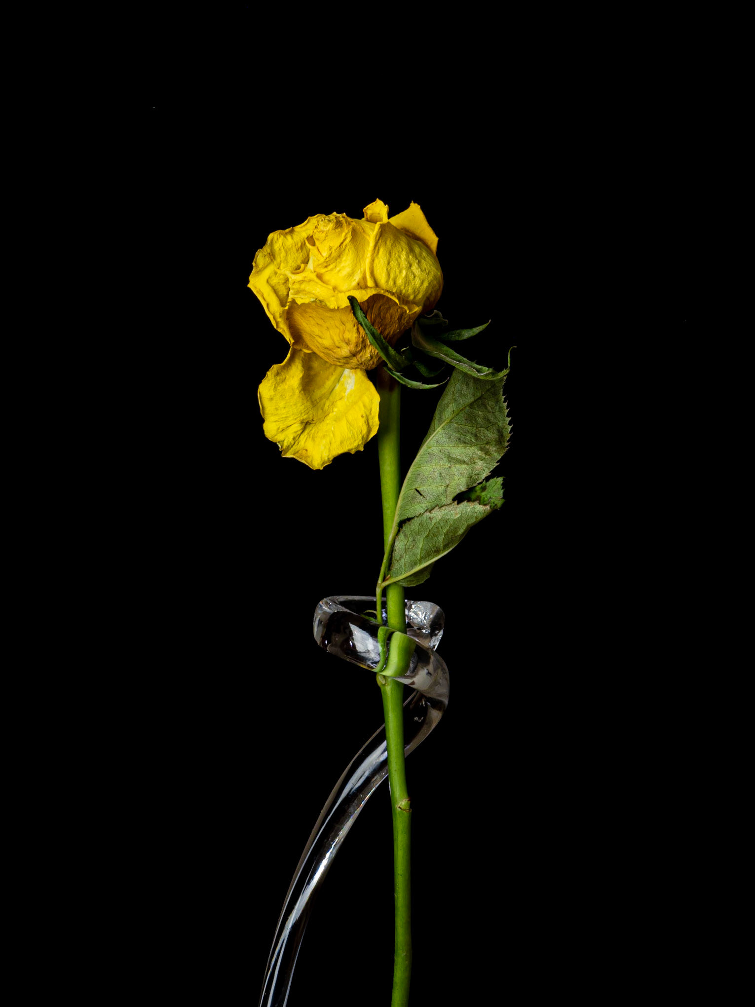 A single stem of a yellow past its prime