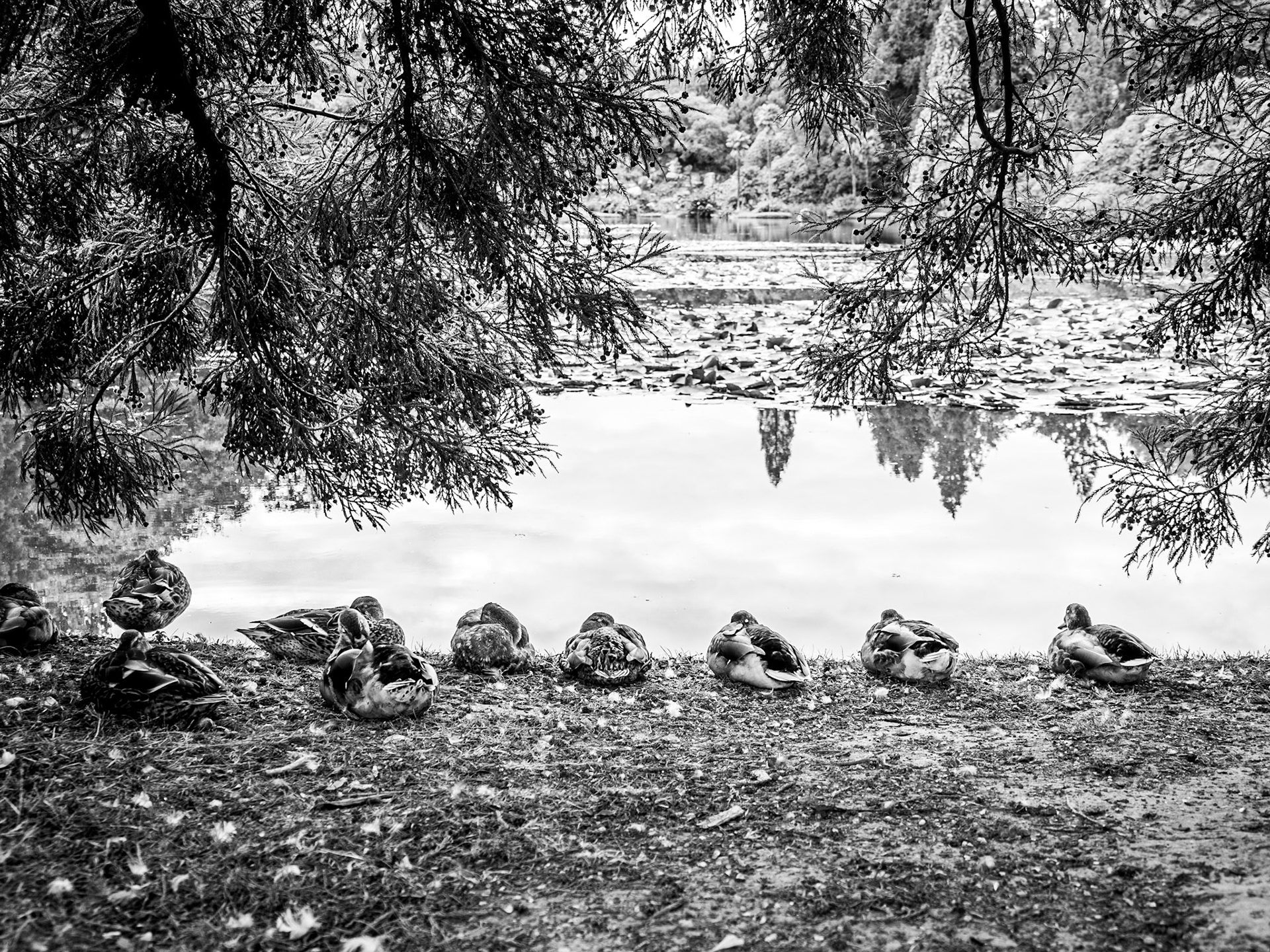 At the end of the day a raft of ducks rest on the banks of the middle lake of Sheffield Park Gardens in Sussex