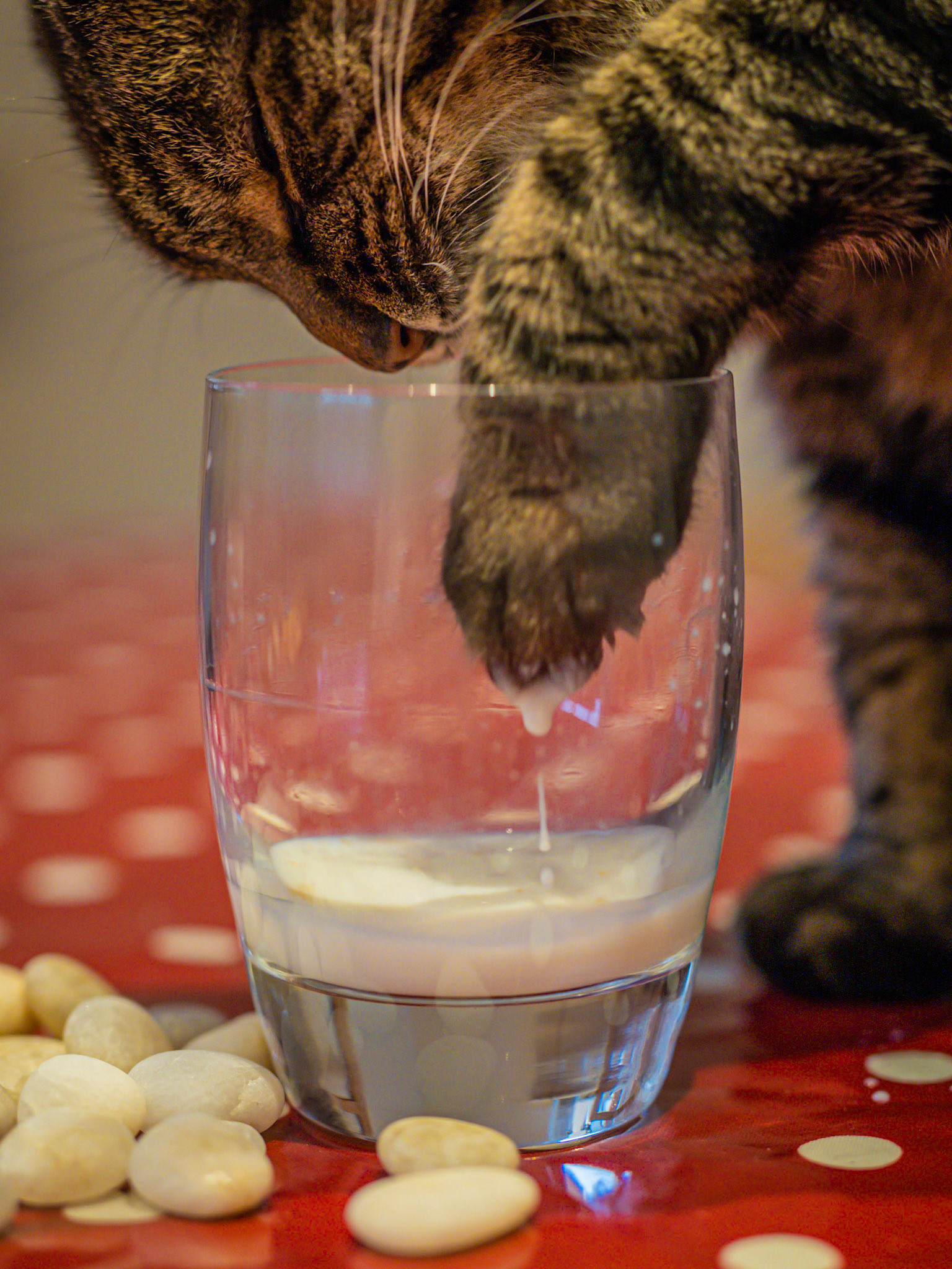Nutmeg, the family cat, takes a cheeky dip into a glass of milk left over from breakfast