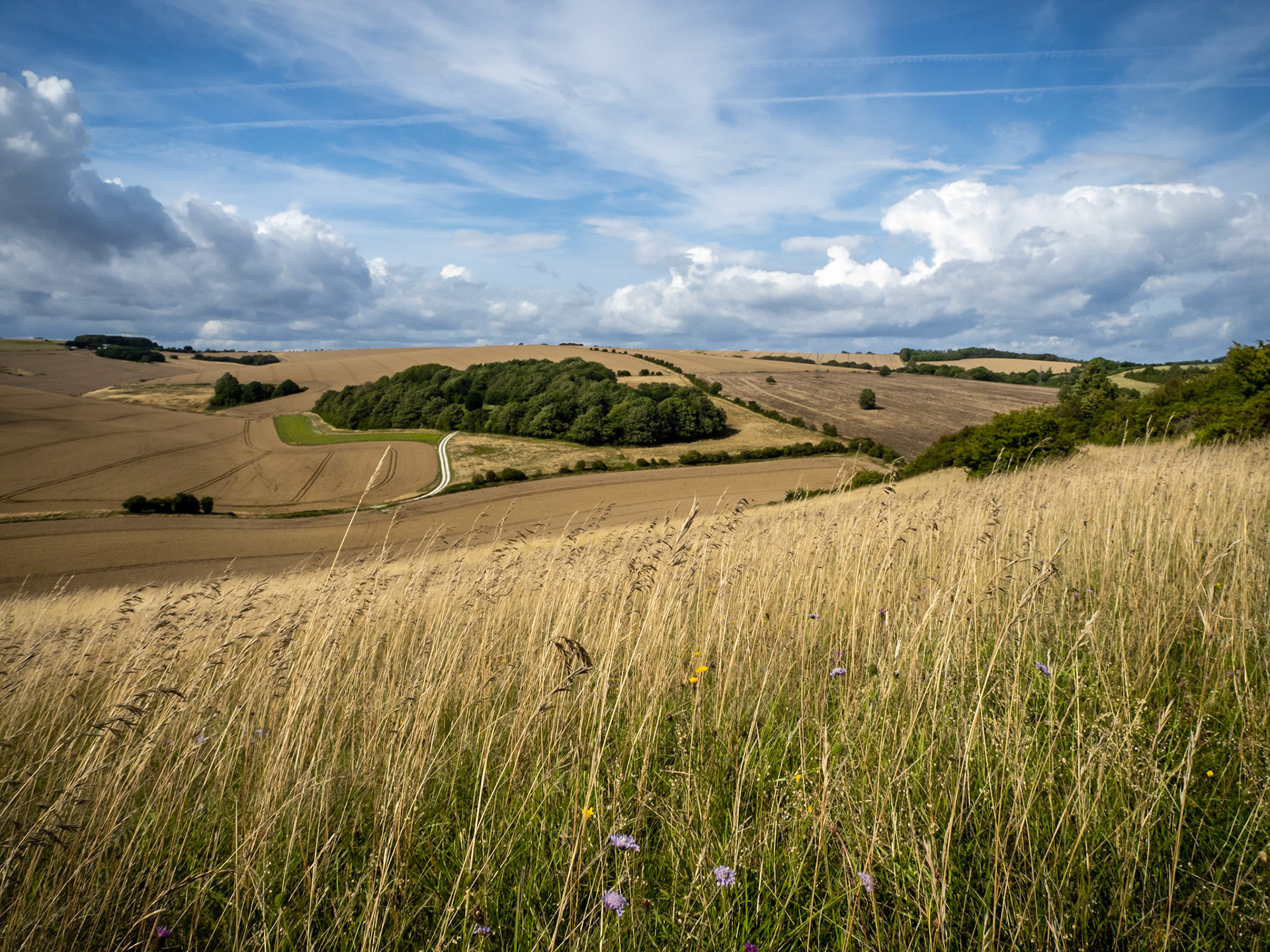 Wild flowers thrive in the fields of the rolling South Downs in Sussex