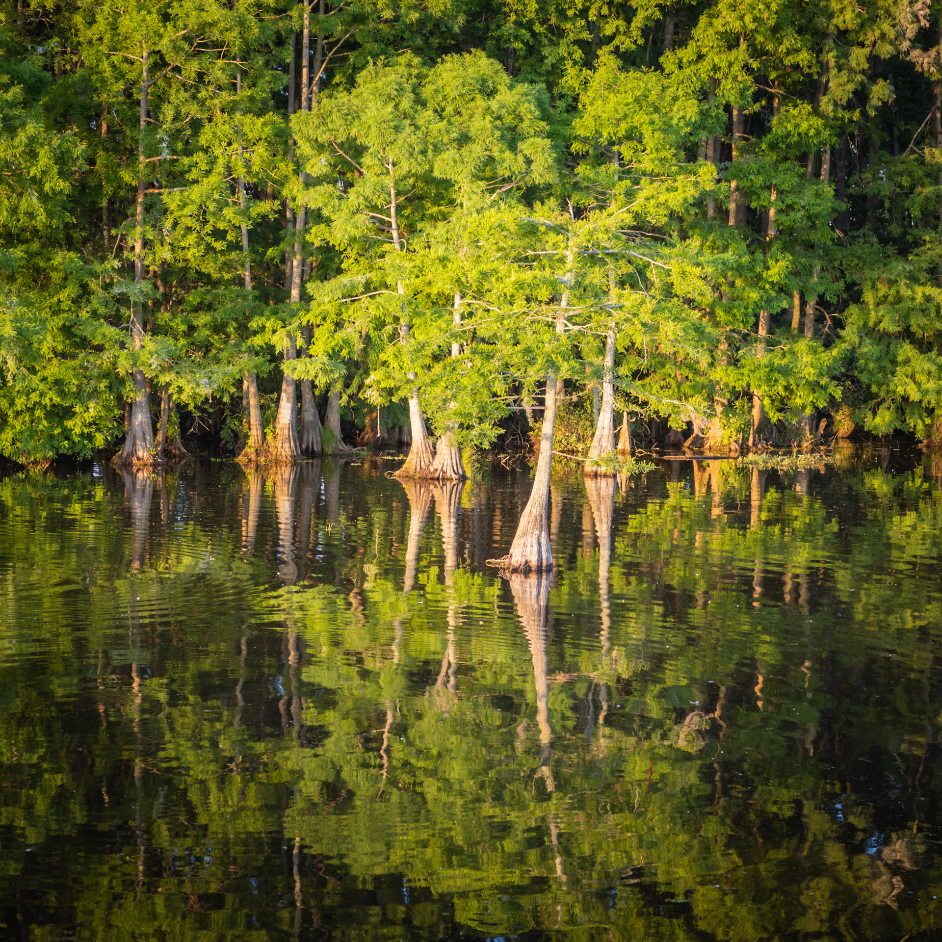 The sunsetset highlights the roots of trees emerage from the shallow waters a lake in Florida
