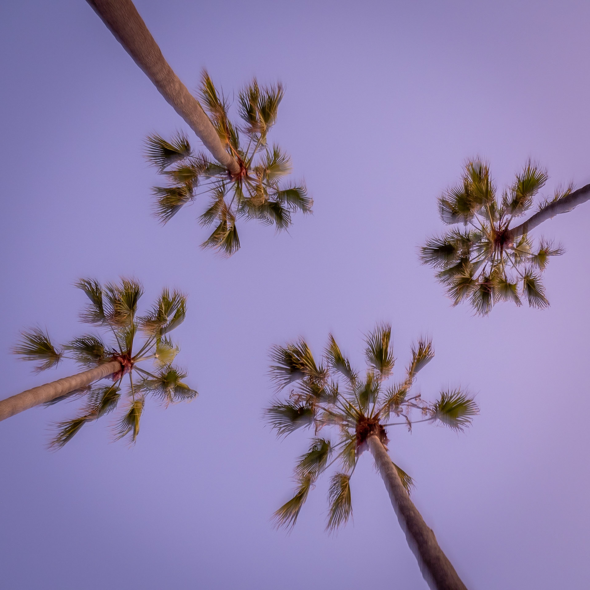 Leaves on palm trees rustle in the wind as sun sets on Venice beach in California