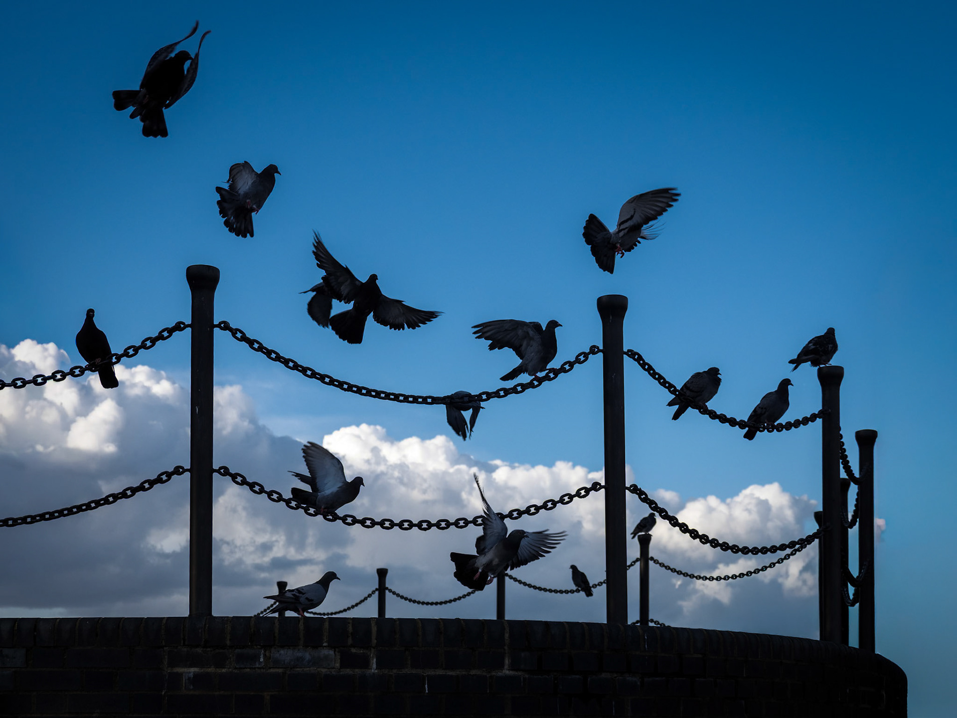 A flock of pigeons flee their resting place on the chains of a path in London