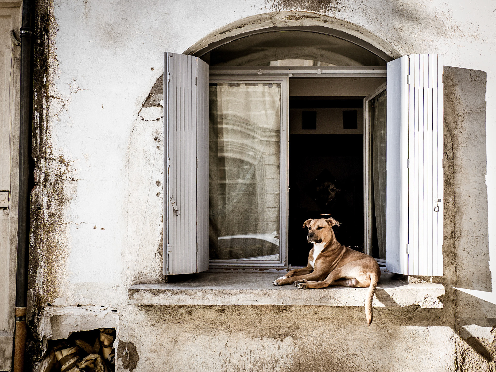 A faithful dog presides over the street in the ancient quarter of Beziers, southern France