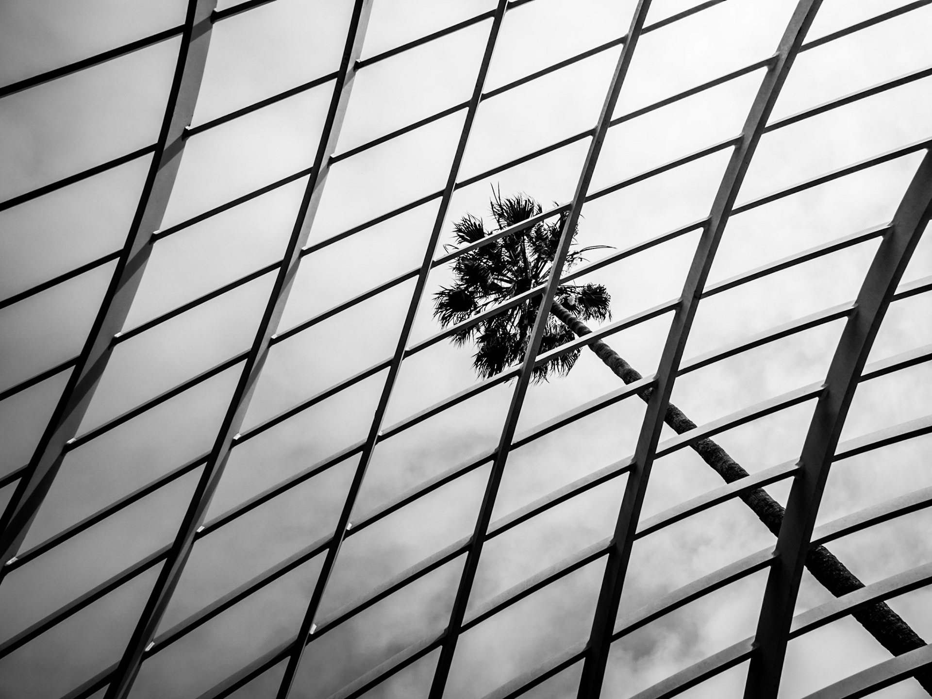 A lone plam tree sways on the sea breeze in Santa Monica