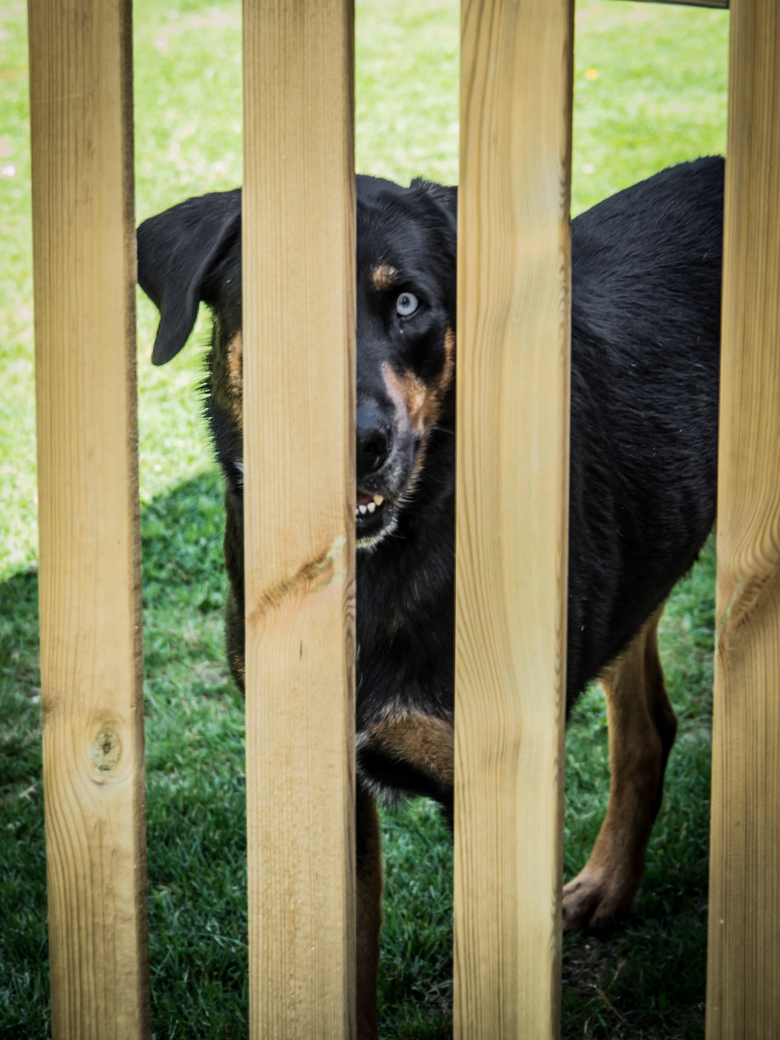 The family dog watches patiently from behind the fence, biding his time