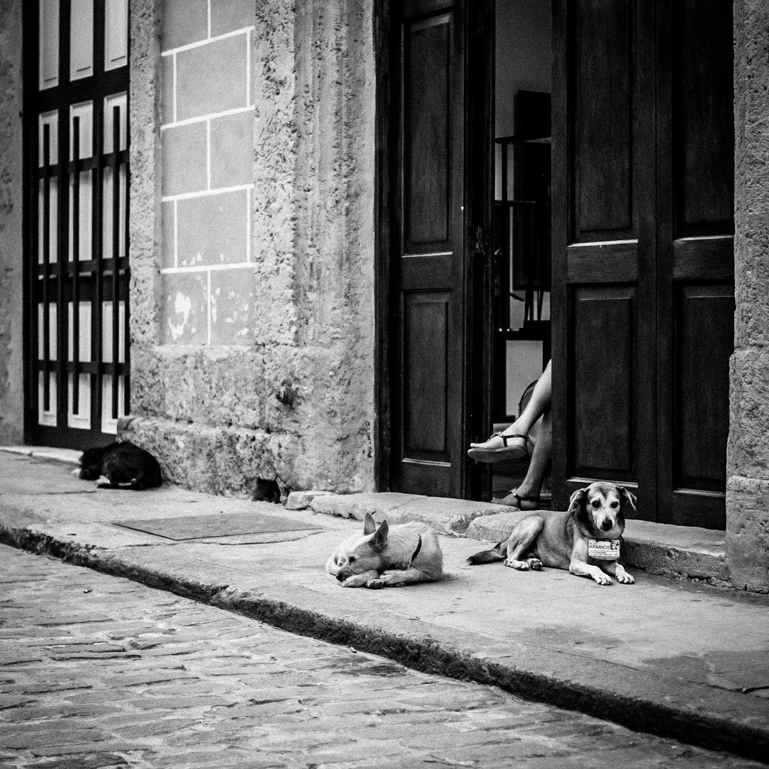 Whilst awaiting new owners, Havana's stray dogs rest on the pavement as the heat of the day starts to abate
