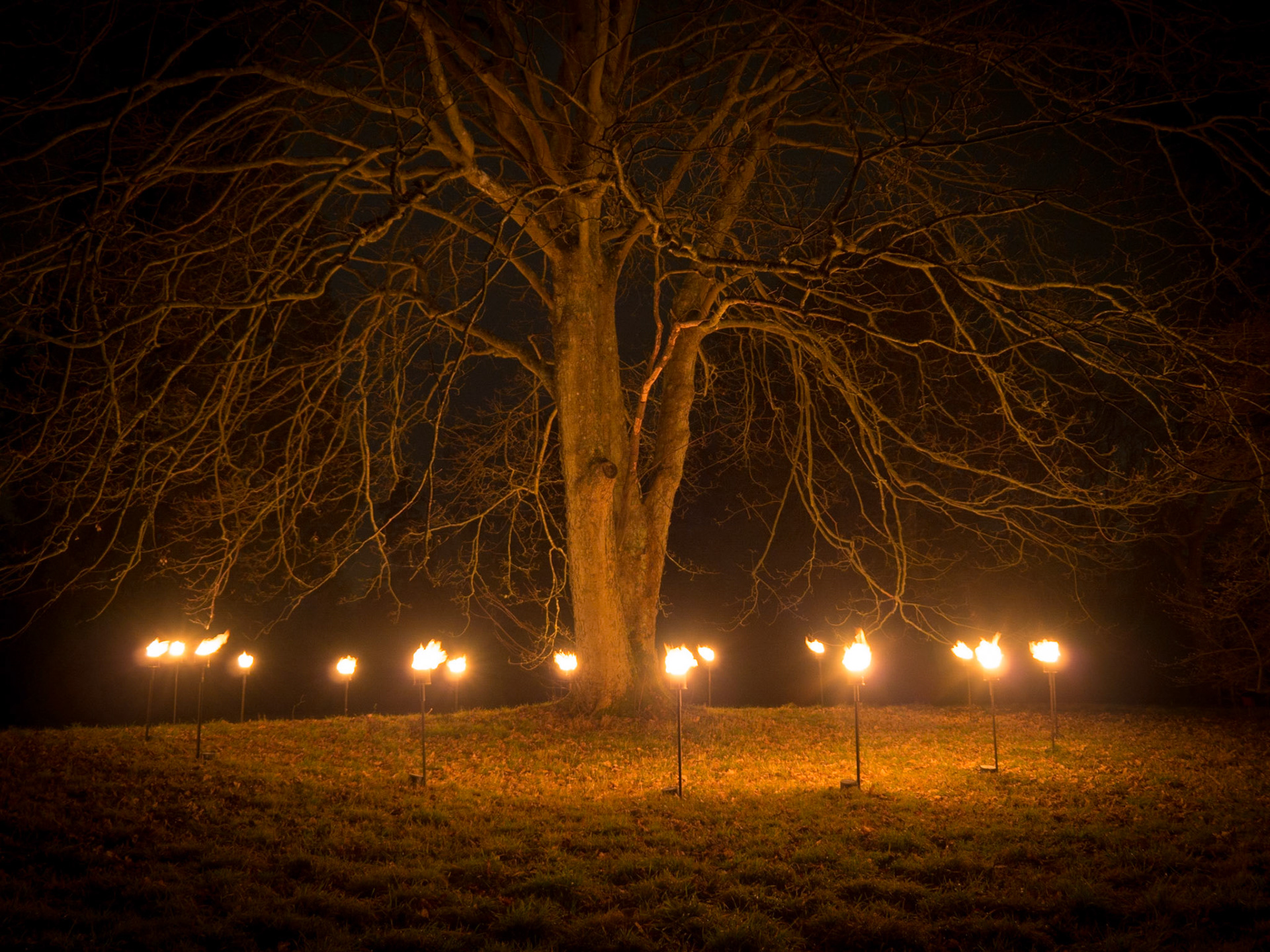 Eerie torches light an old oak at Wakehurst Gardens as part of the annual Glow  Wild Festival at Wakehurst, Sussex