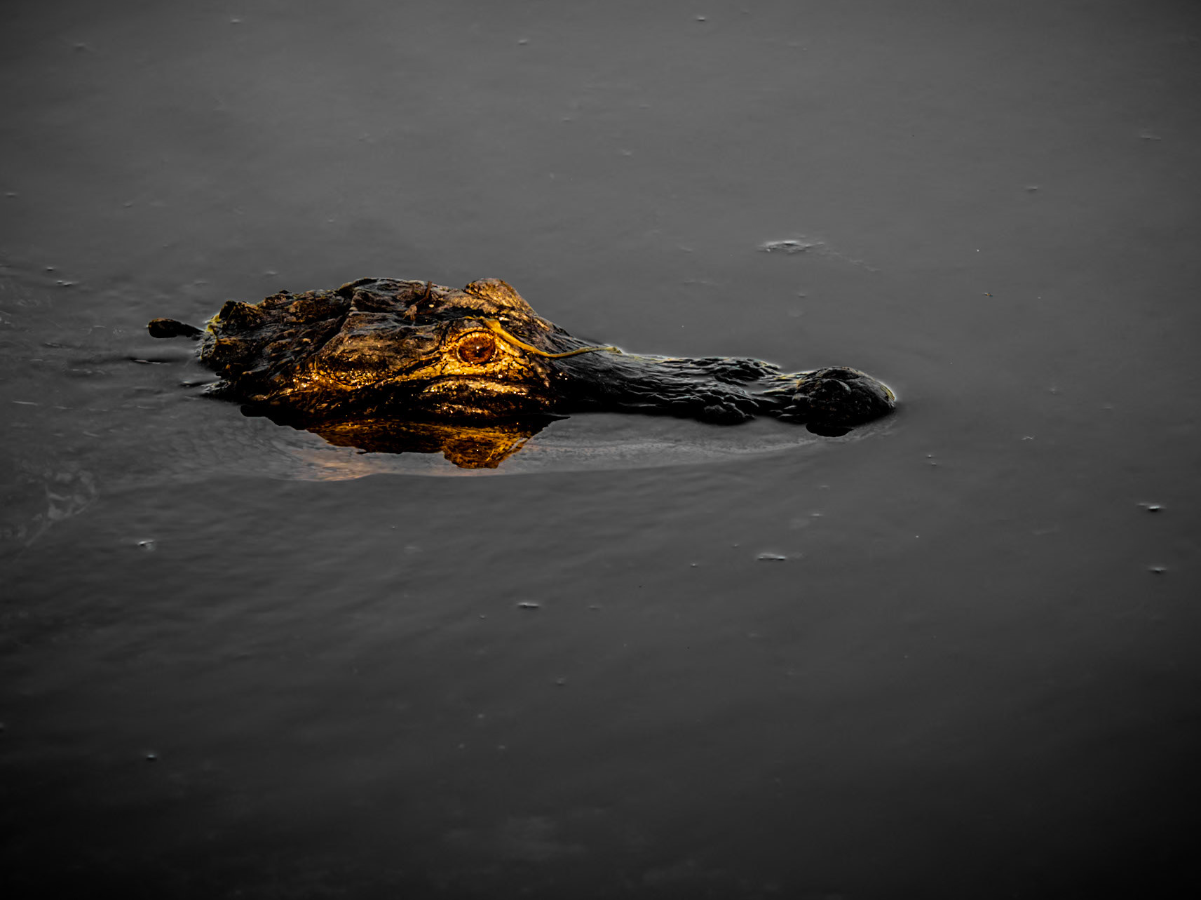 Sunlight catches the eye of an alligator as it waits patiently for prey in a lake in the Orlando Wetlands in Florida