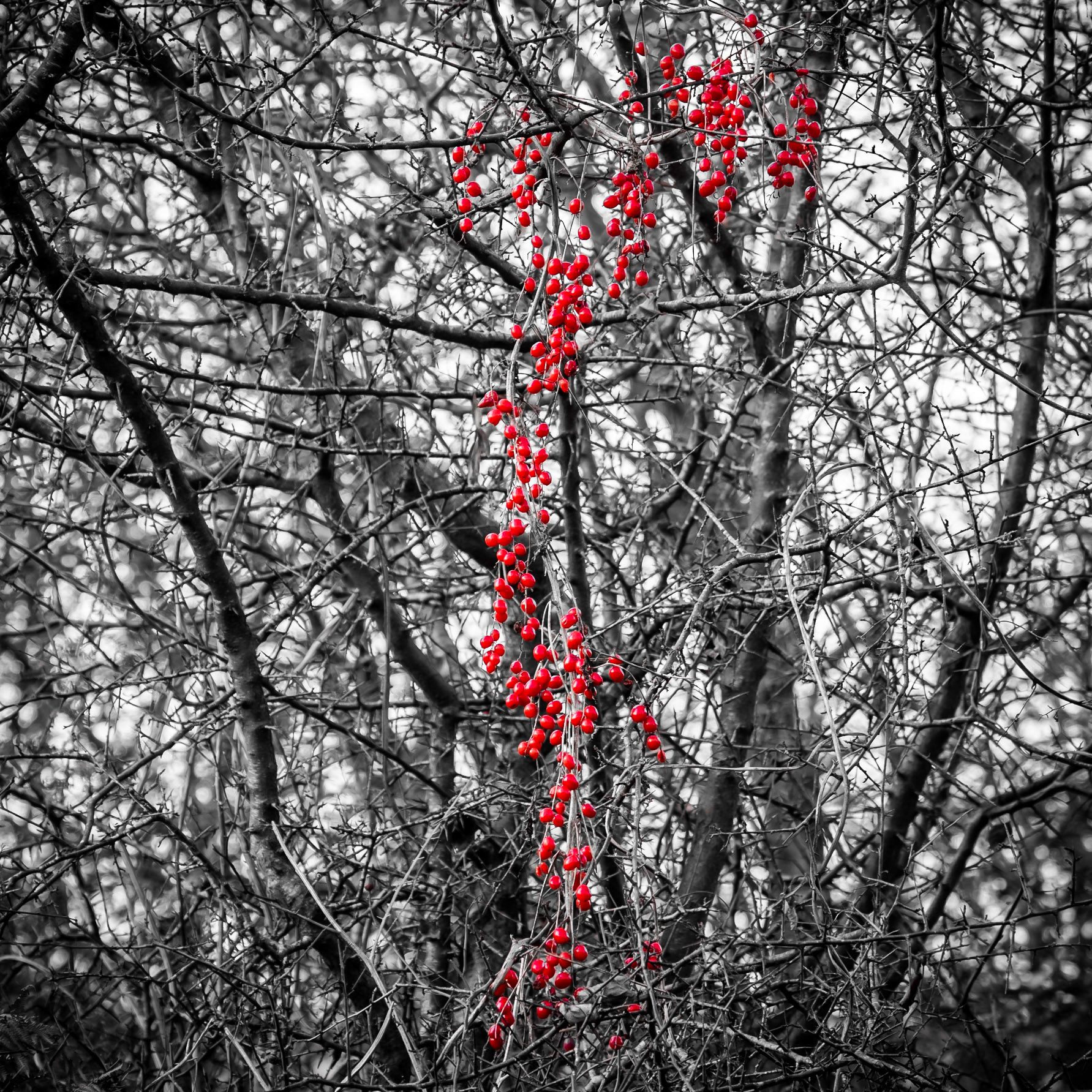 Winter berries cling to the thicket on Ditchling Common in Sussex