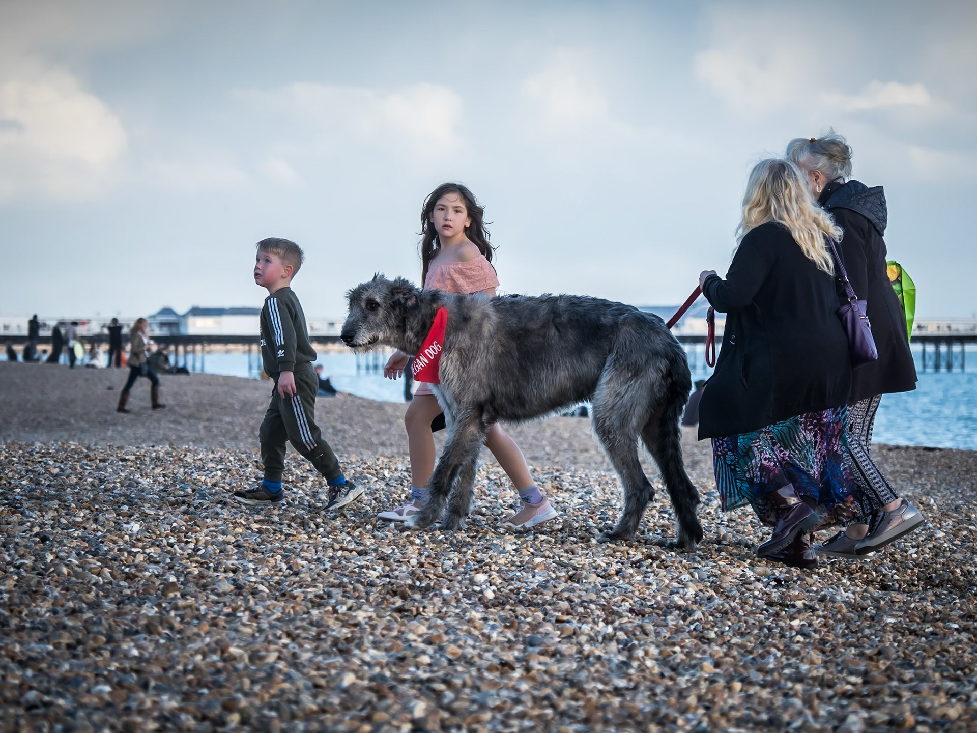 A young girl looks on proudly as she and her family walk their Afghan hound along Brighton Beach