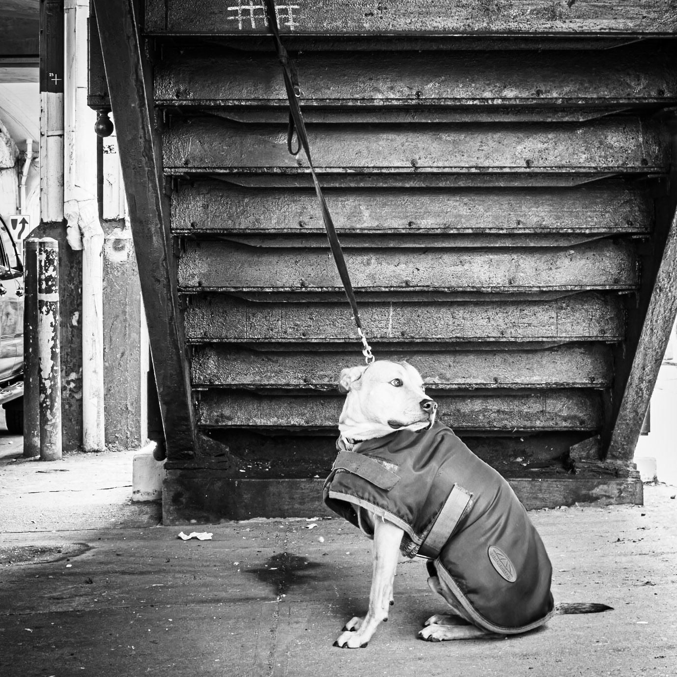 A stoic dog remains impassive for his owner to return in the Brighton Beach district of Brooklyn, New York