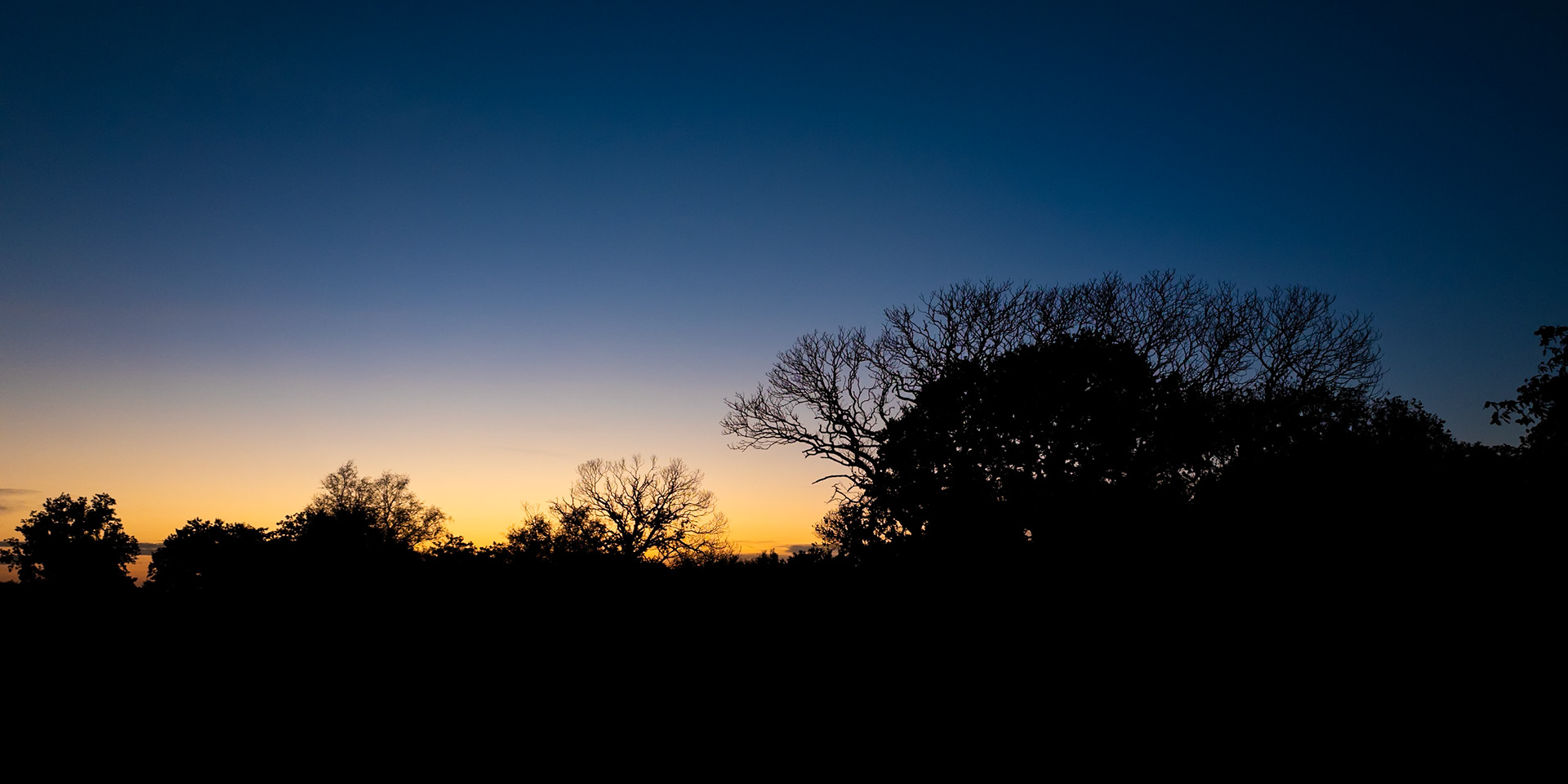 A vibrant sunset falls behind silhouetted trees in Sussex
