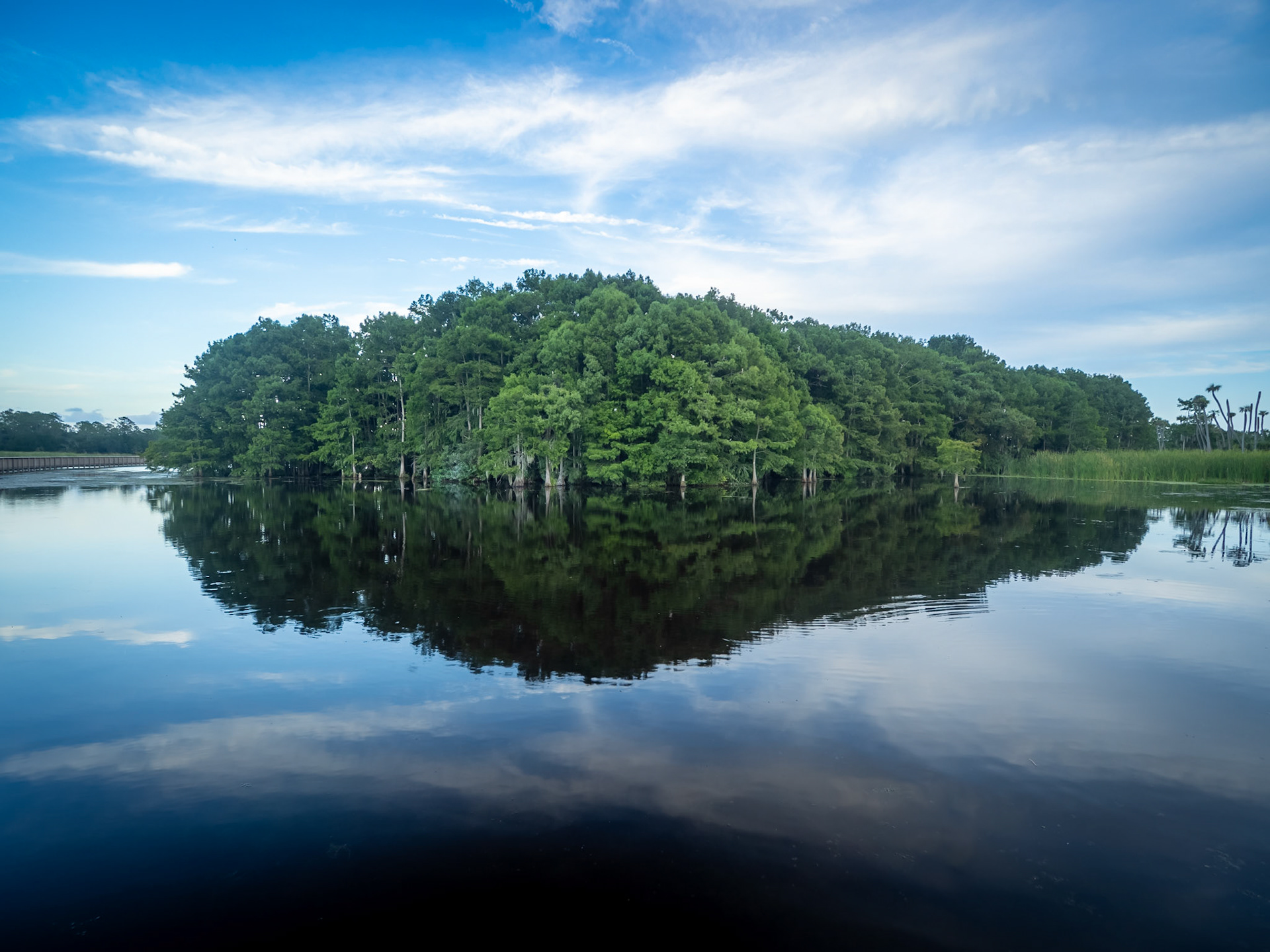 An island of cyprus trees is home to hundreds of birds on the Orlando Wetlands in central Florida