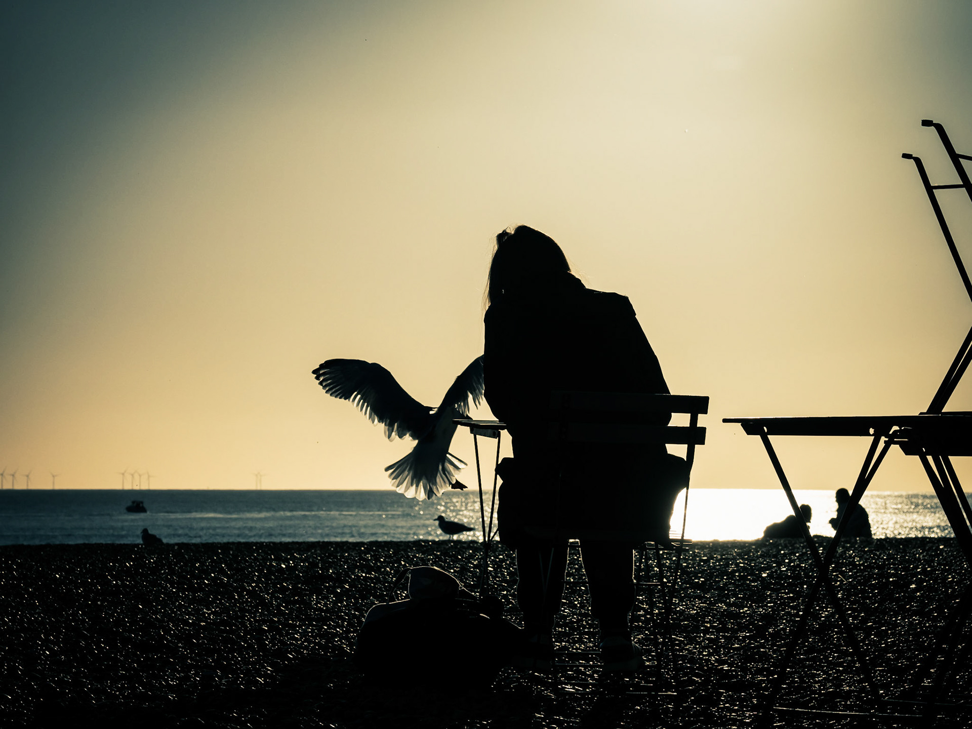 A student receives an unexpected visit from a seagull as she tries to study in the sunset on Brighton Beach