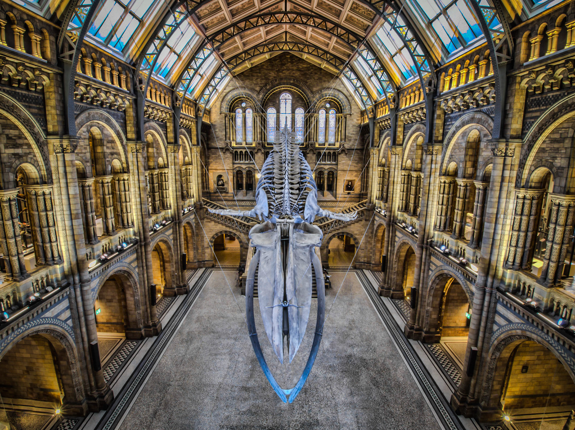 The famous blue whale in an eerily-empty National History Museum in London