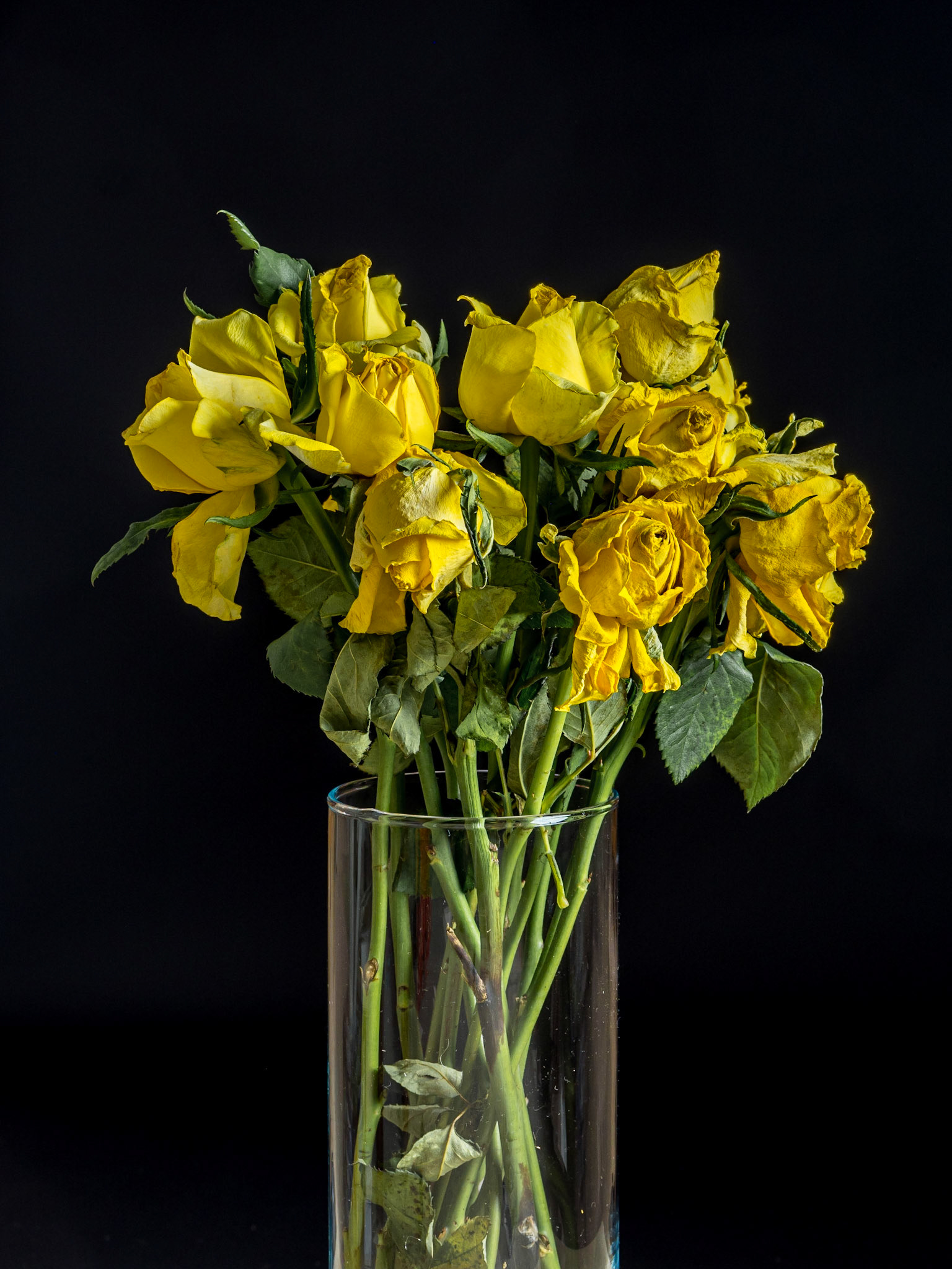 A collection of dying yellow roses stand in a vase, still showing their beauty even as they wither