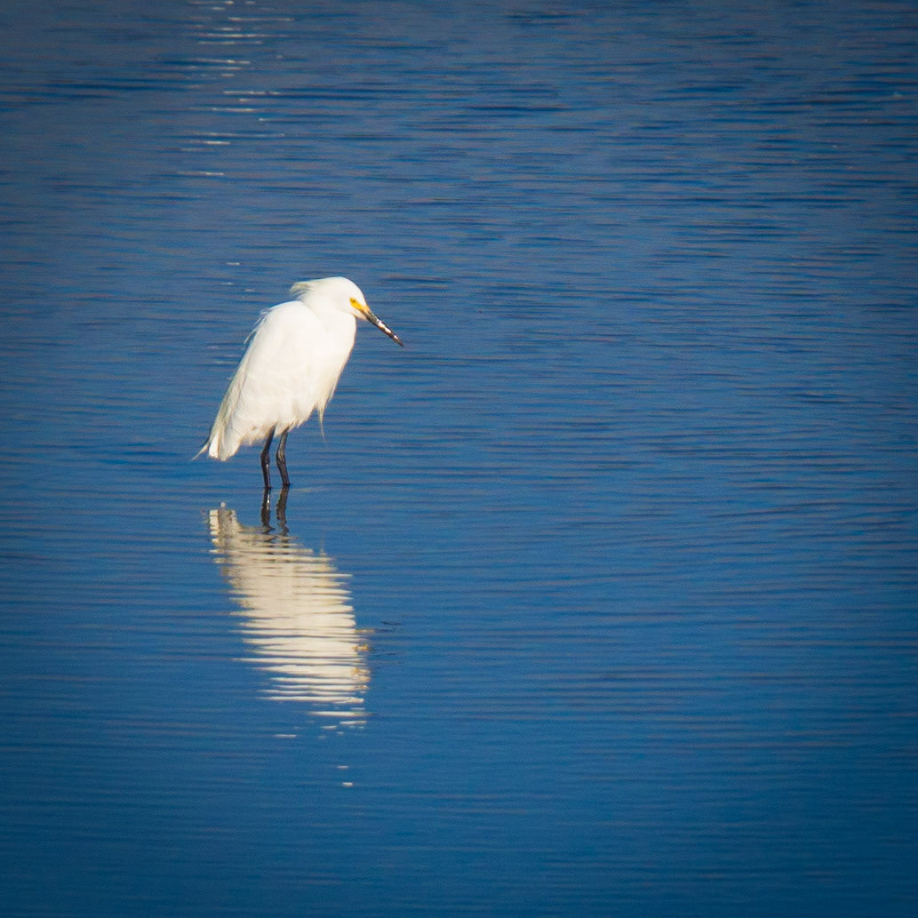 A bird searches for food on the marshes of Crissy FIeld in San Francisco