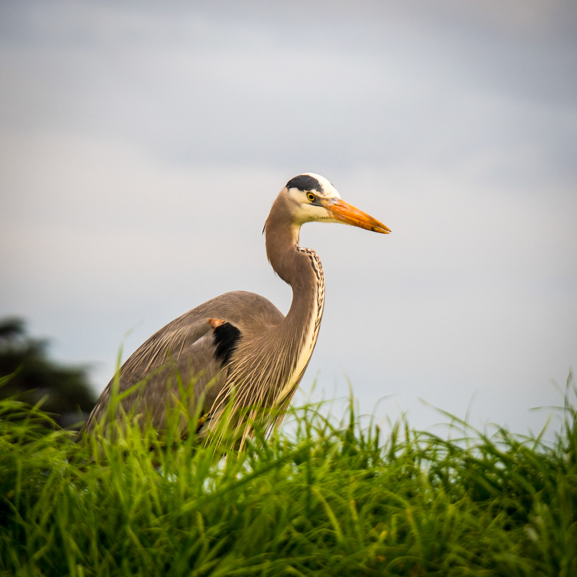 A heron keeps a watchful eye for food on Crissy FIeld Marsh, San Francisco