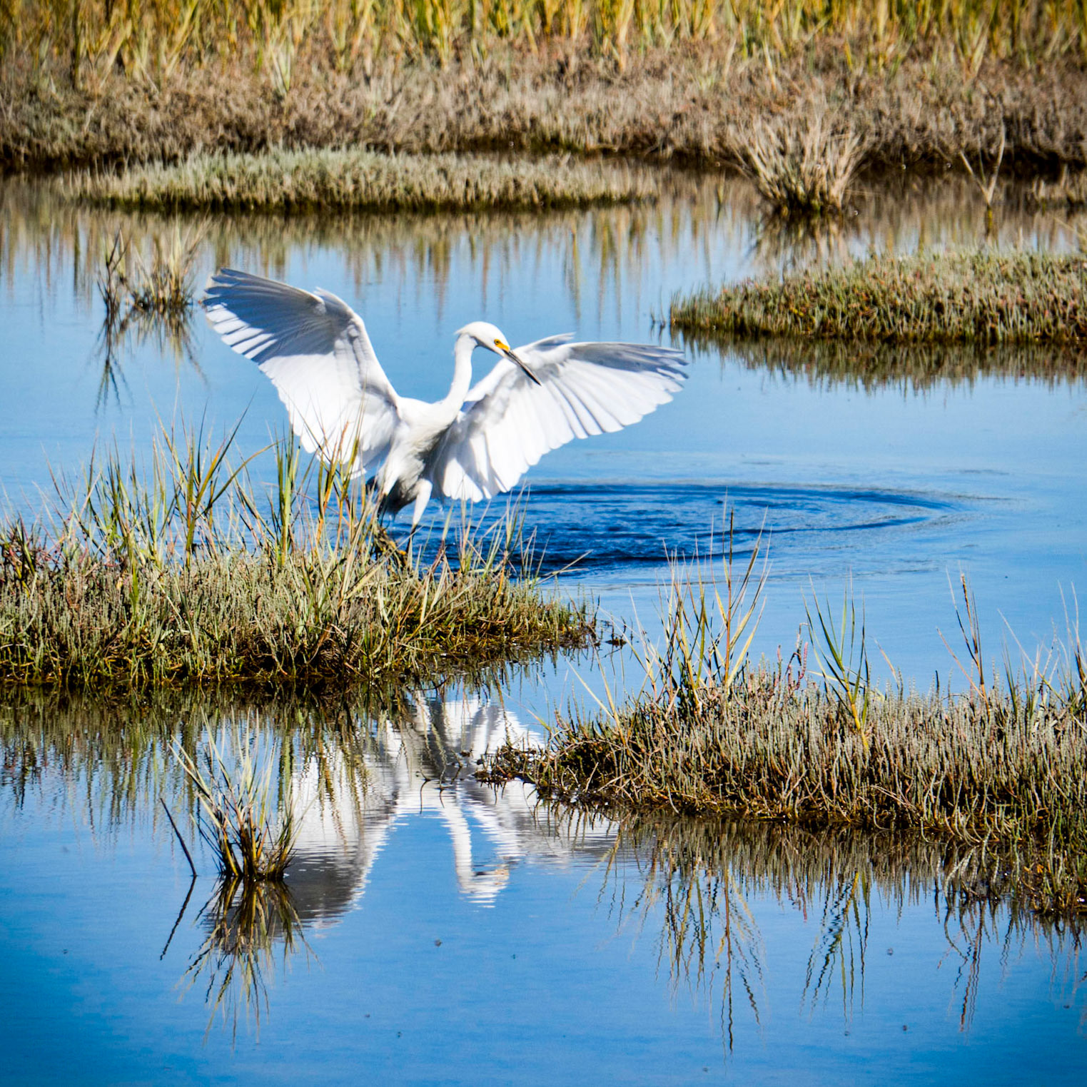 A crane searches for fish in the shalllows at Sausalito near San Francisco