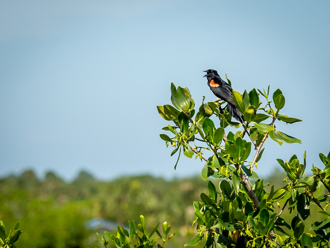 A lone birds calls out over the wetlands of Merritt Island in Florida