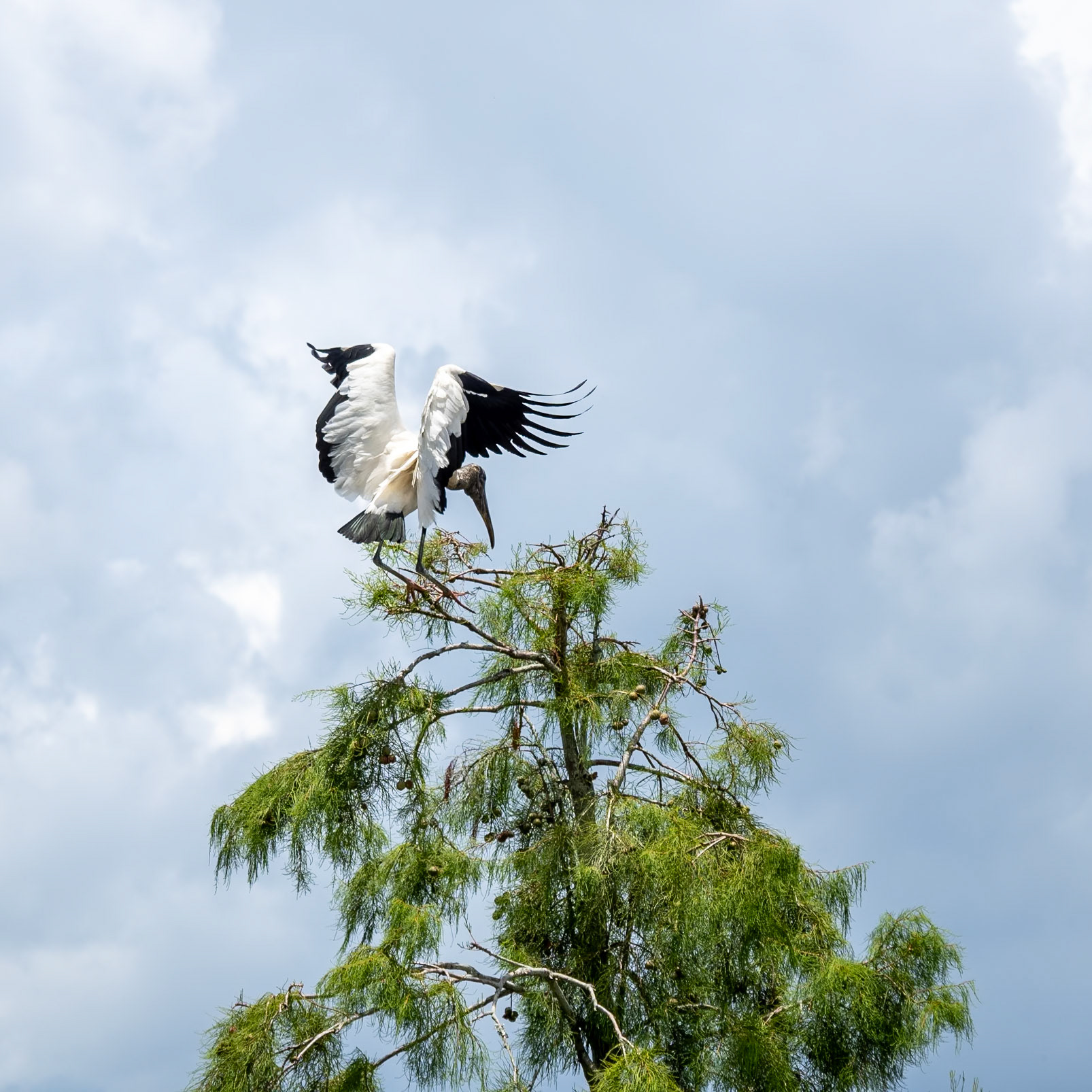 A bird lands on the top of a lone tree in the Orlando Wetlands in central Florida
