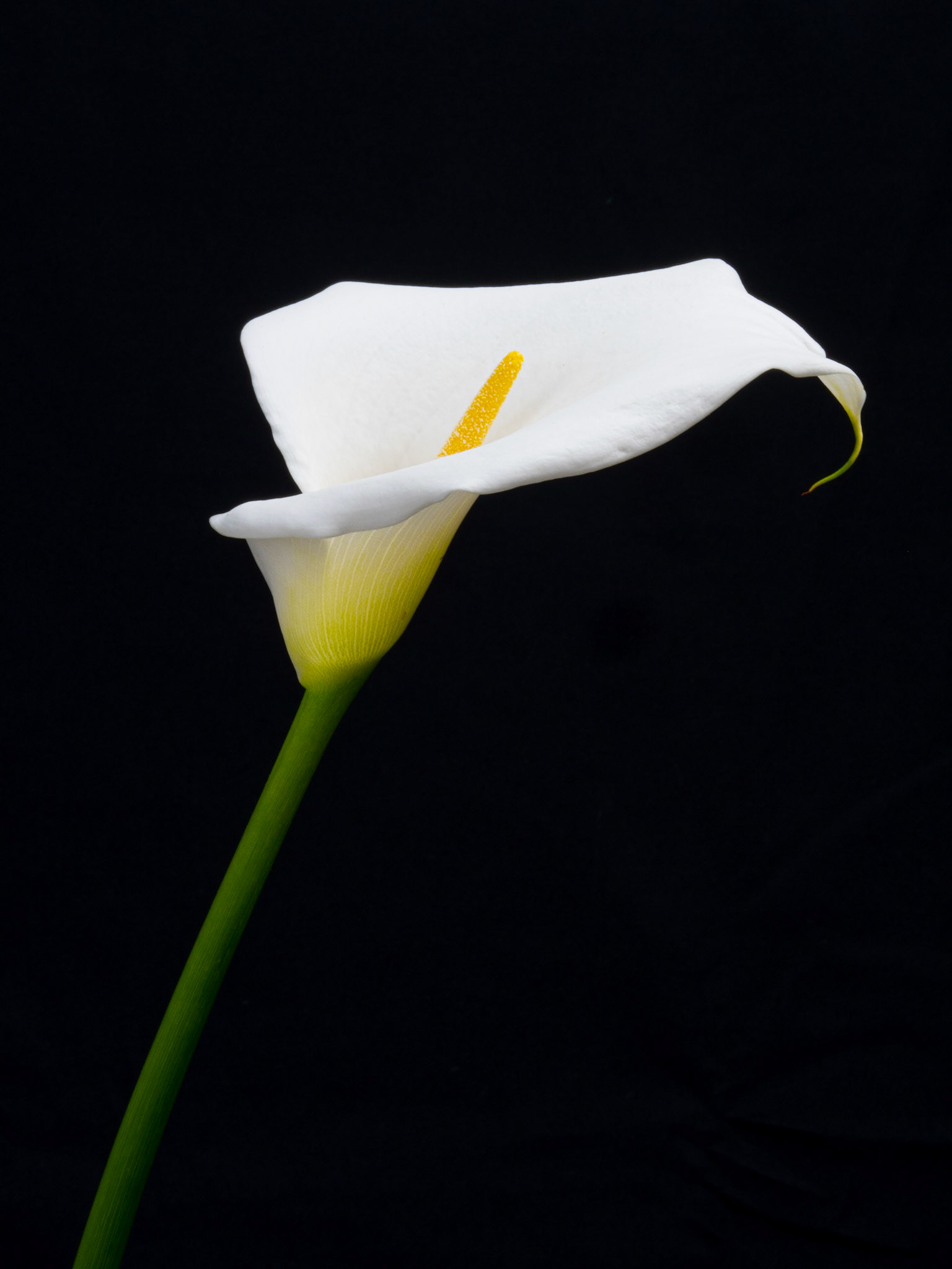 The pure, single stem of a Calla lily