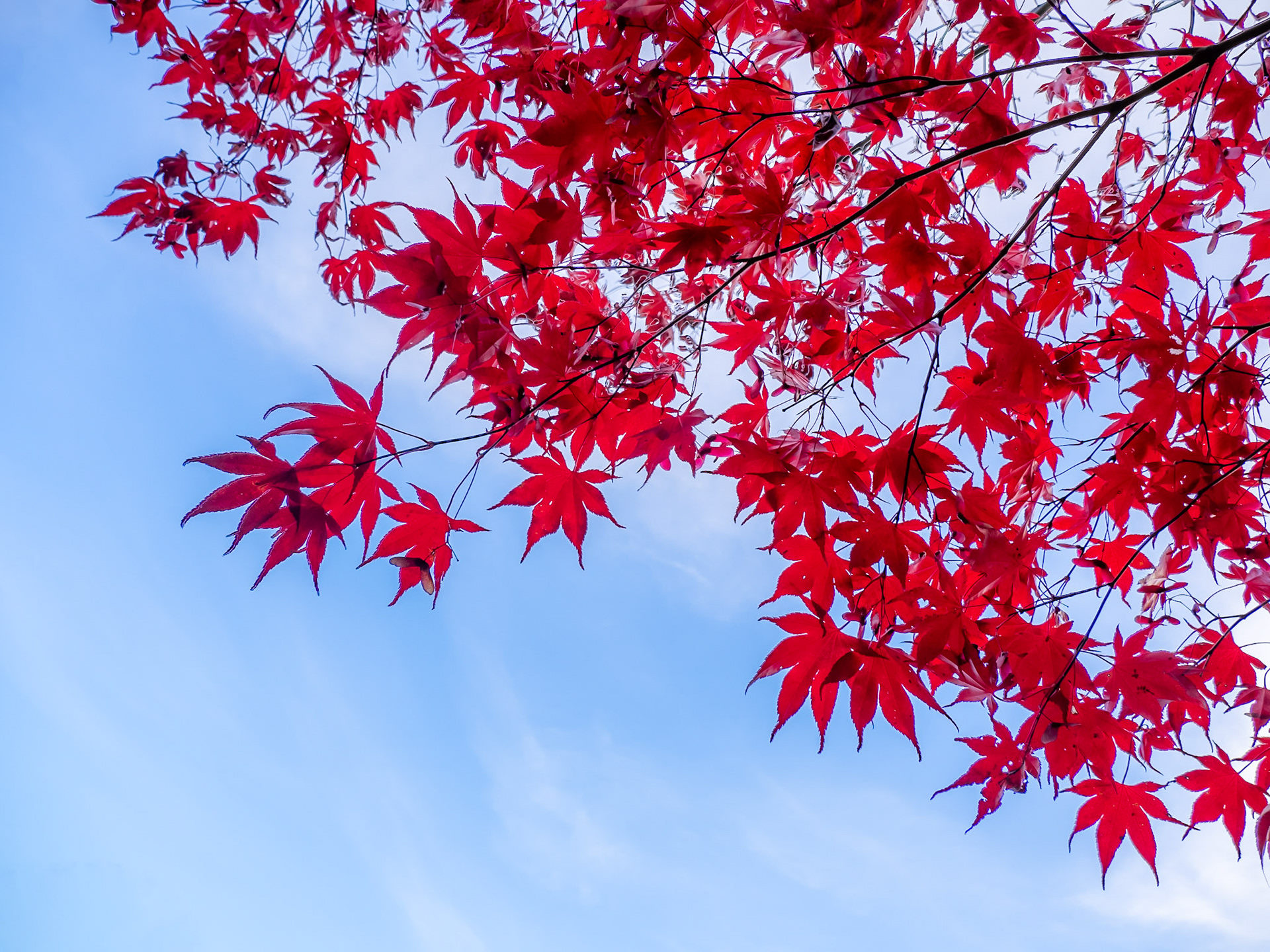 Translucent leaves of a sycamore tree shine vivid red against the blue autumn sky