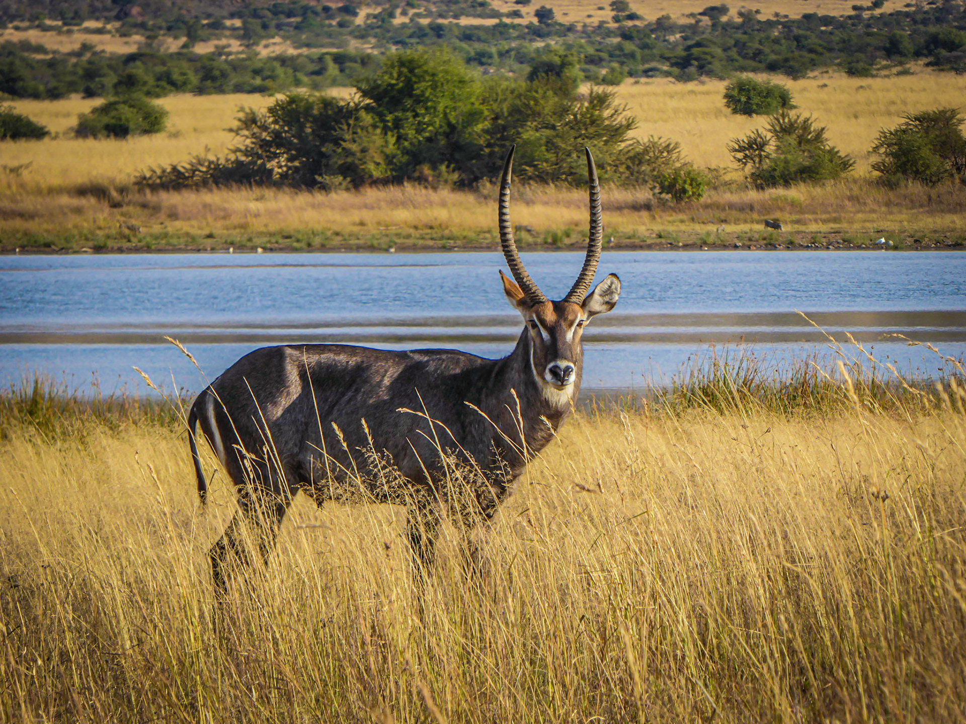 An antelope assesses the threat in Pilanesberg Nation Park, South Africa