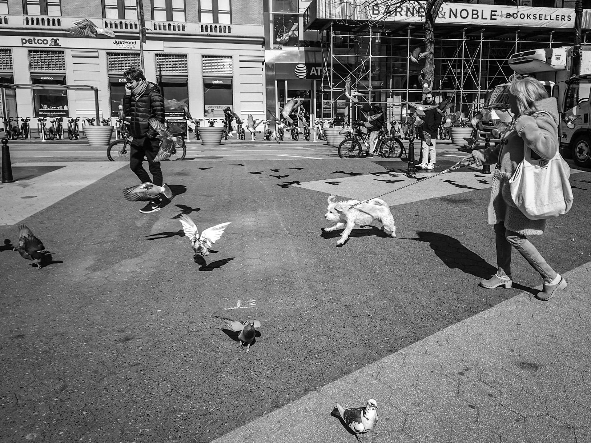 An excited dog scatters a small flock of pigeons in Union Square in Manhattan