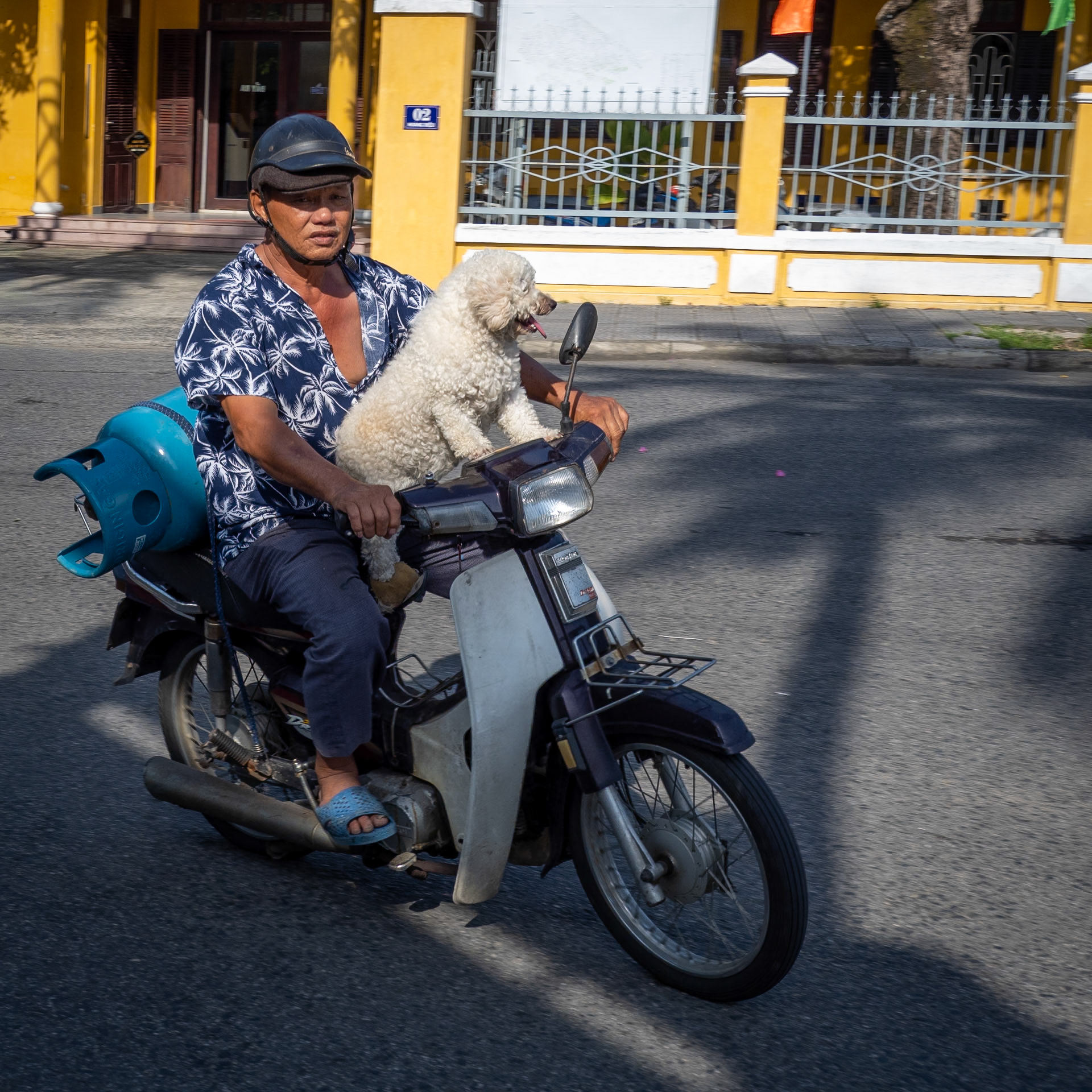 A confident poodle rides shotgun on the front of a speeding moped in the ancient town of Hoi An in Vietnam