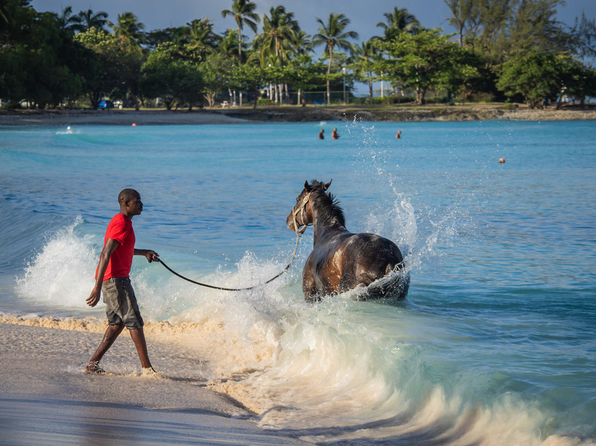 A racehorse takes his daily swim on Pebbles Beach in Barbados