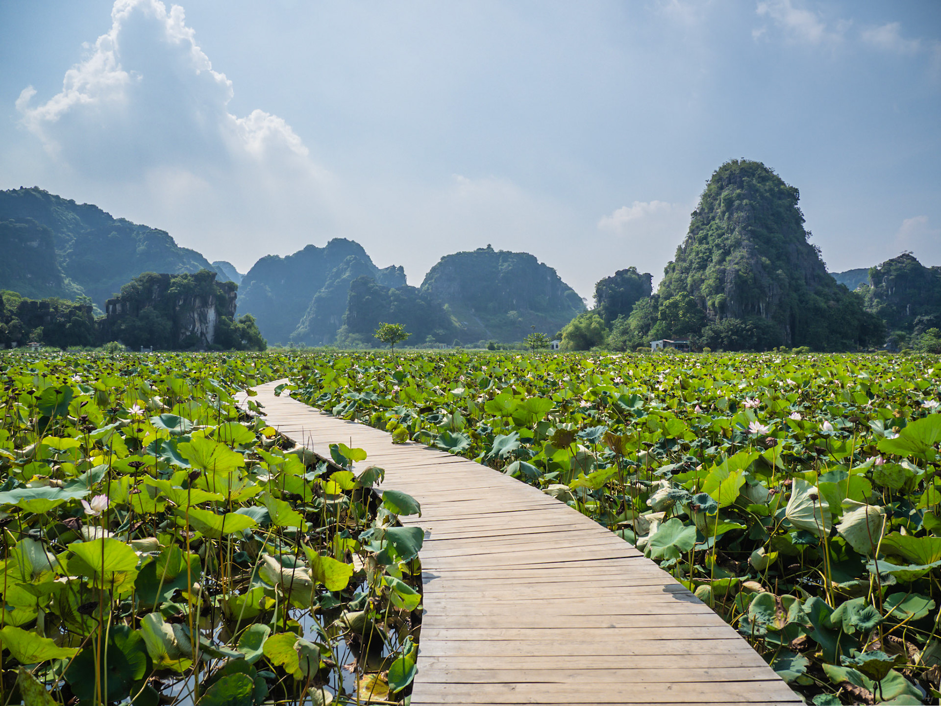 A boardwalk curls its way through a vast collection of water lillies with the limestone mountains of Ninh Binh rising behind