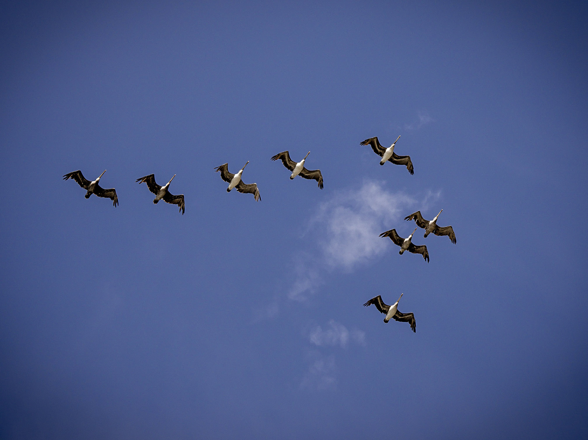 Herons ridge-ride the cliffs of Marshall beach as the sun sets over the Golden Gate in San Francisco