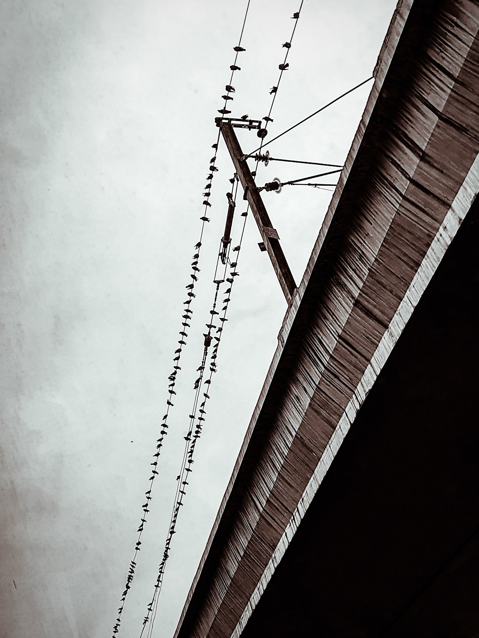Birds rest on the power lines of metro line in Mumbai