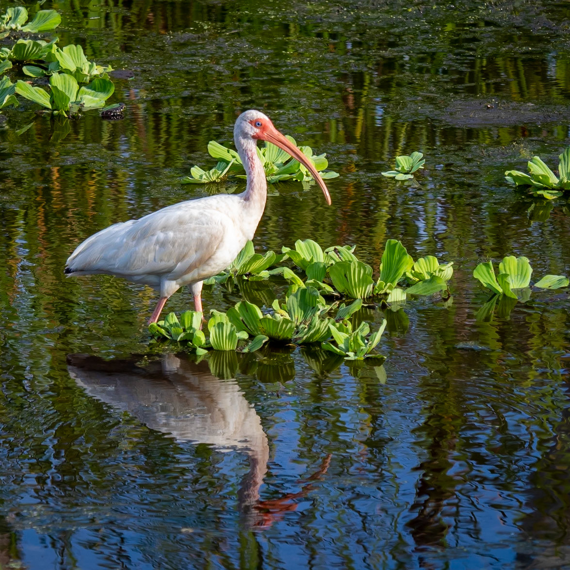 A white ibis wades across the shallow waters of a lake in the Orlando Wetlands in Florida