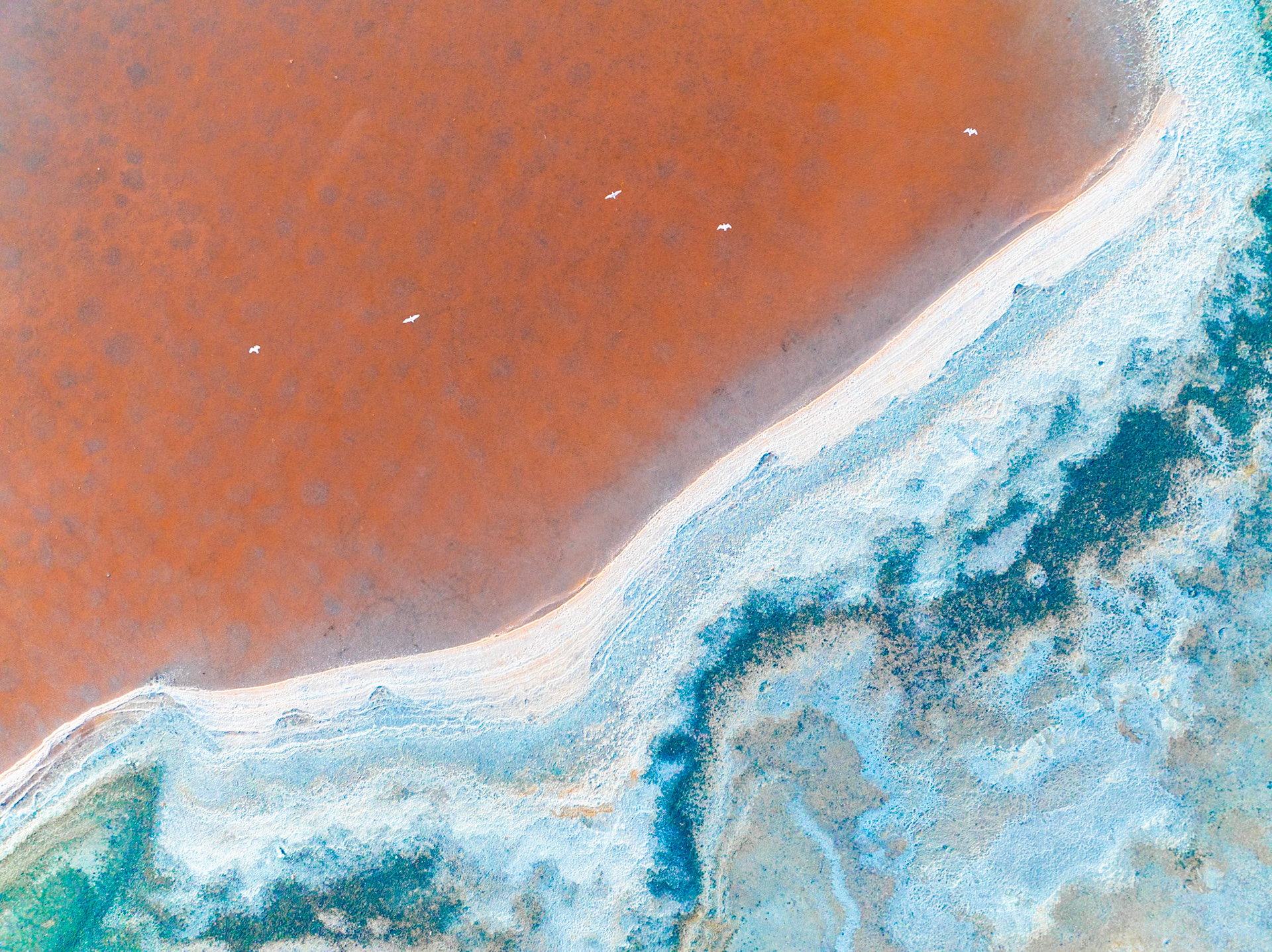 Sea birds fly lazily over vibrant salt flats near the Etang de Thau in Southern France