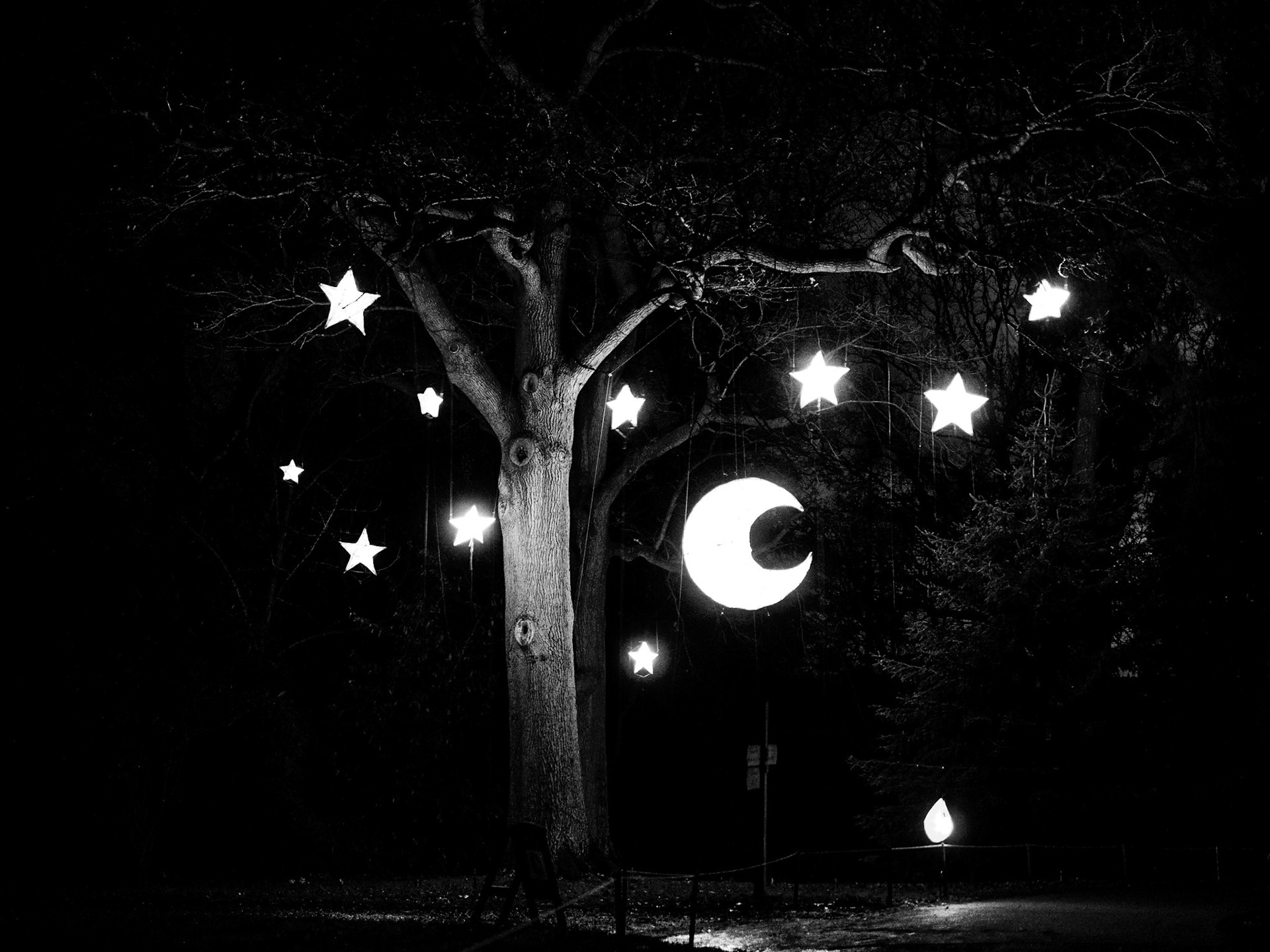 Shaped lanterns hang from an ancient tree during the Glow Wild festival at Wakehurst Place in Sussex