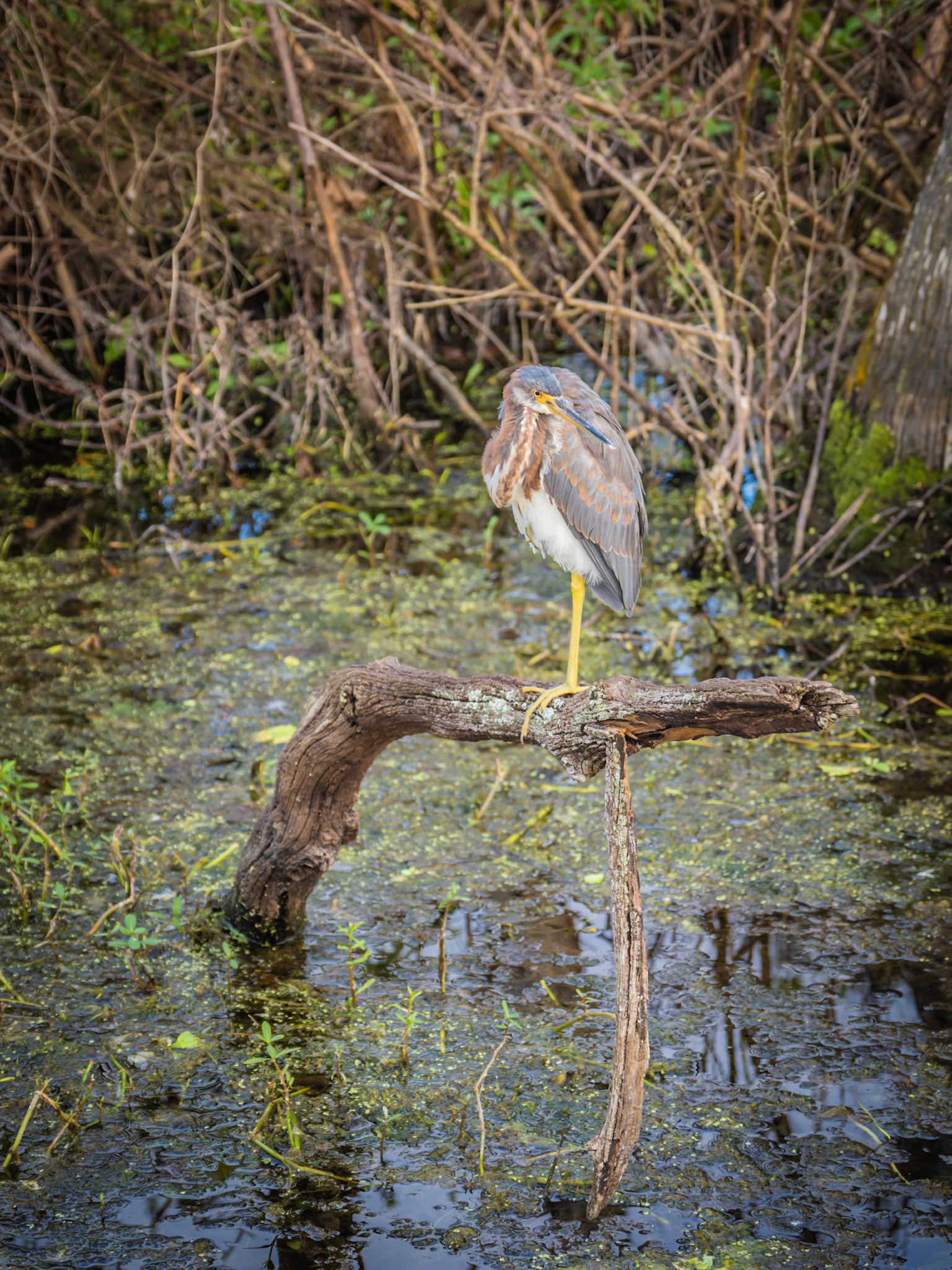 A heron stands motionless above shallow waters as it waits for prey to pass below