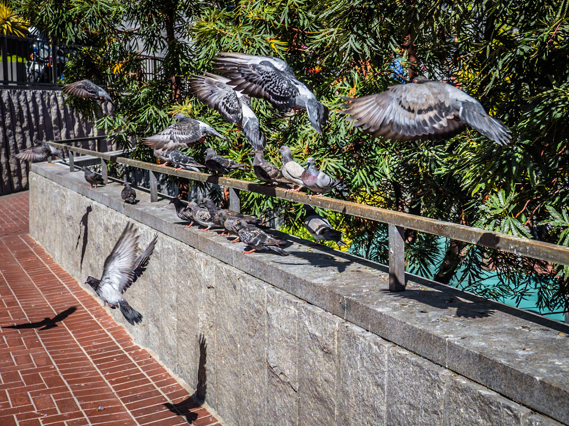 A flock of pigeons scatter as passers-by walk along a path in central San Francisco