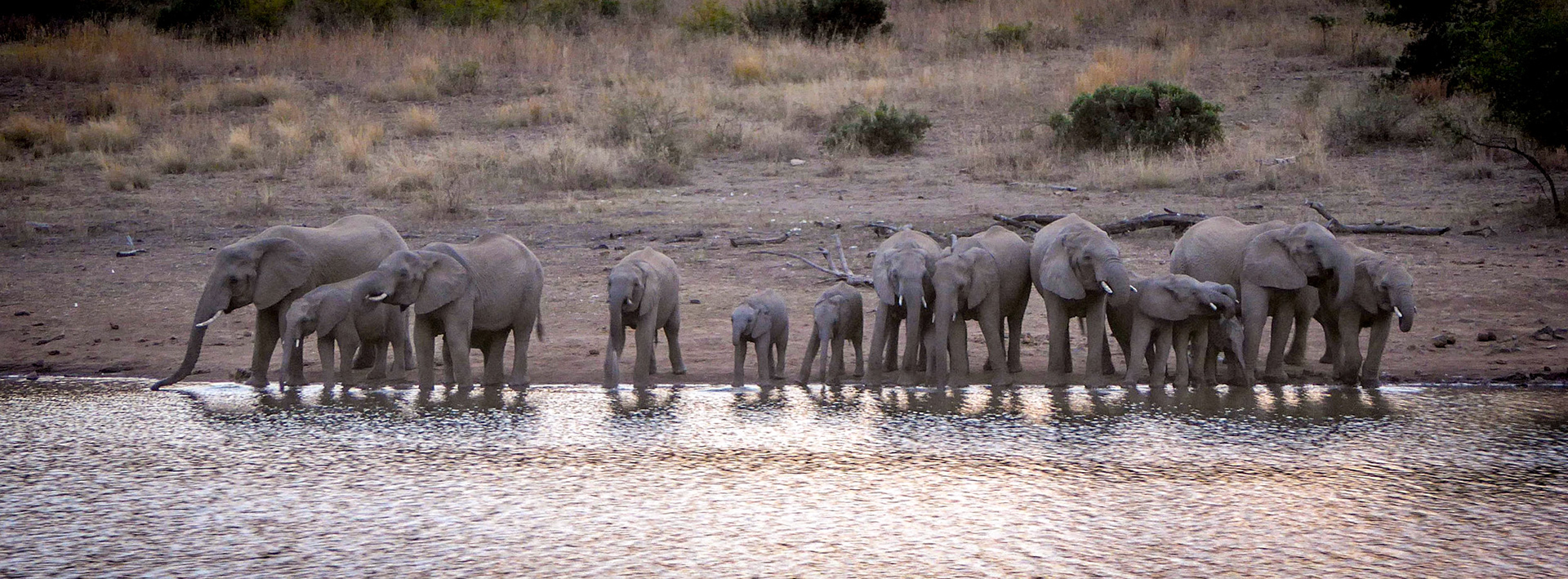 A herd of elephants come together at dusk to drink in Pilanesberg National Park, South Africa