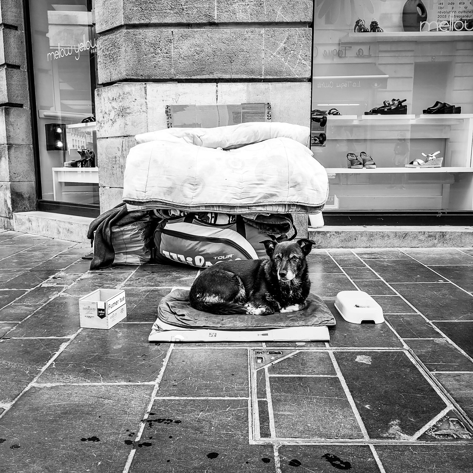A dog waits loyally for his owner to return to their ad-hoc camp on the streets of Bordeaux