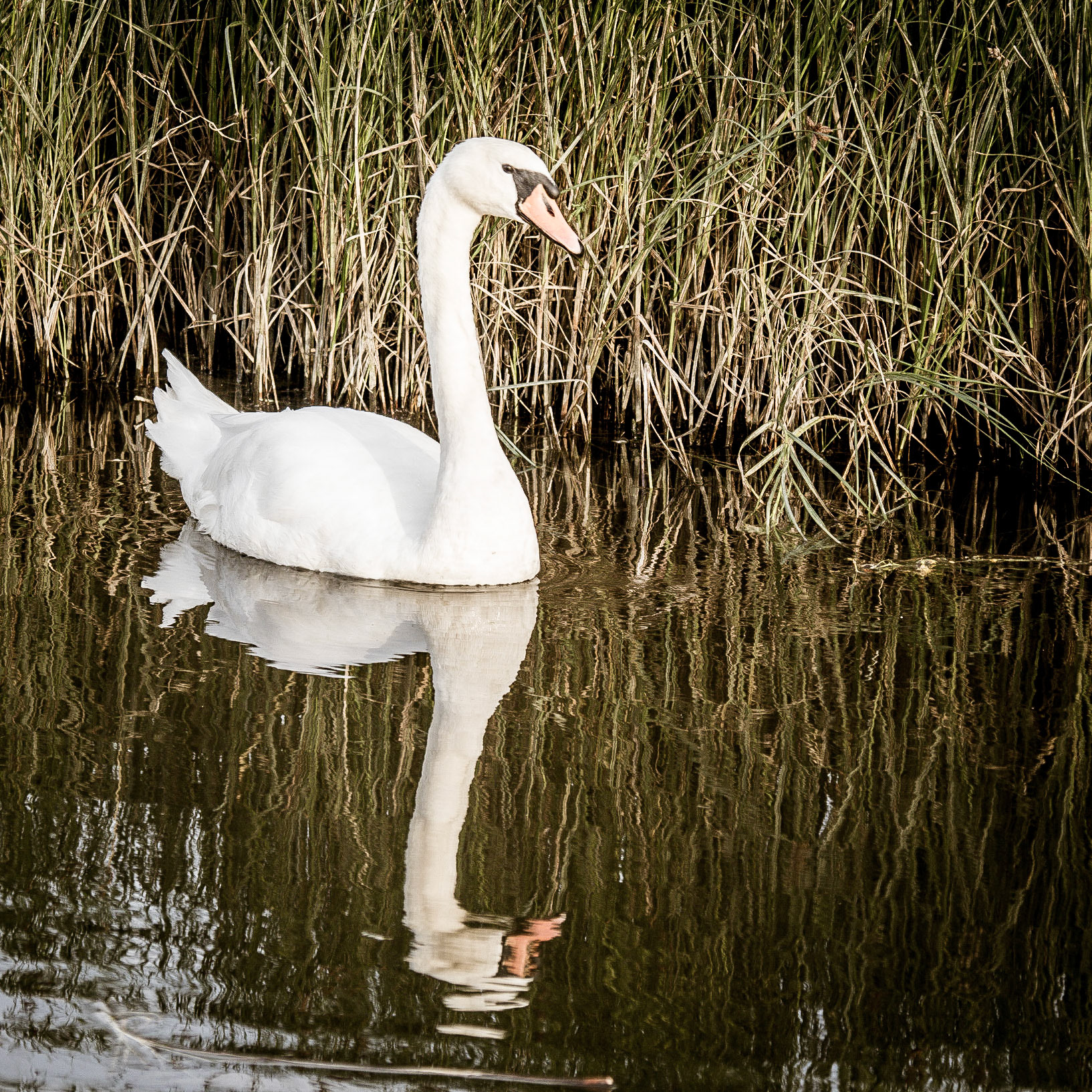 A majestic swan glides along the reed banks of the Cuckmere River in East Sussex