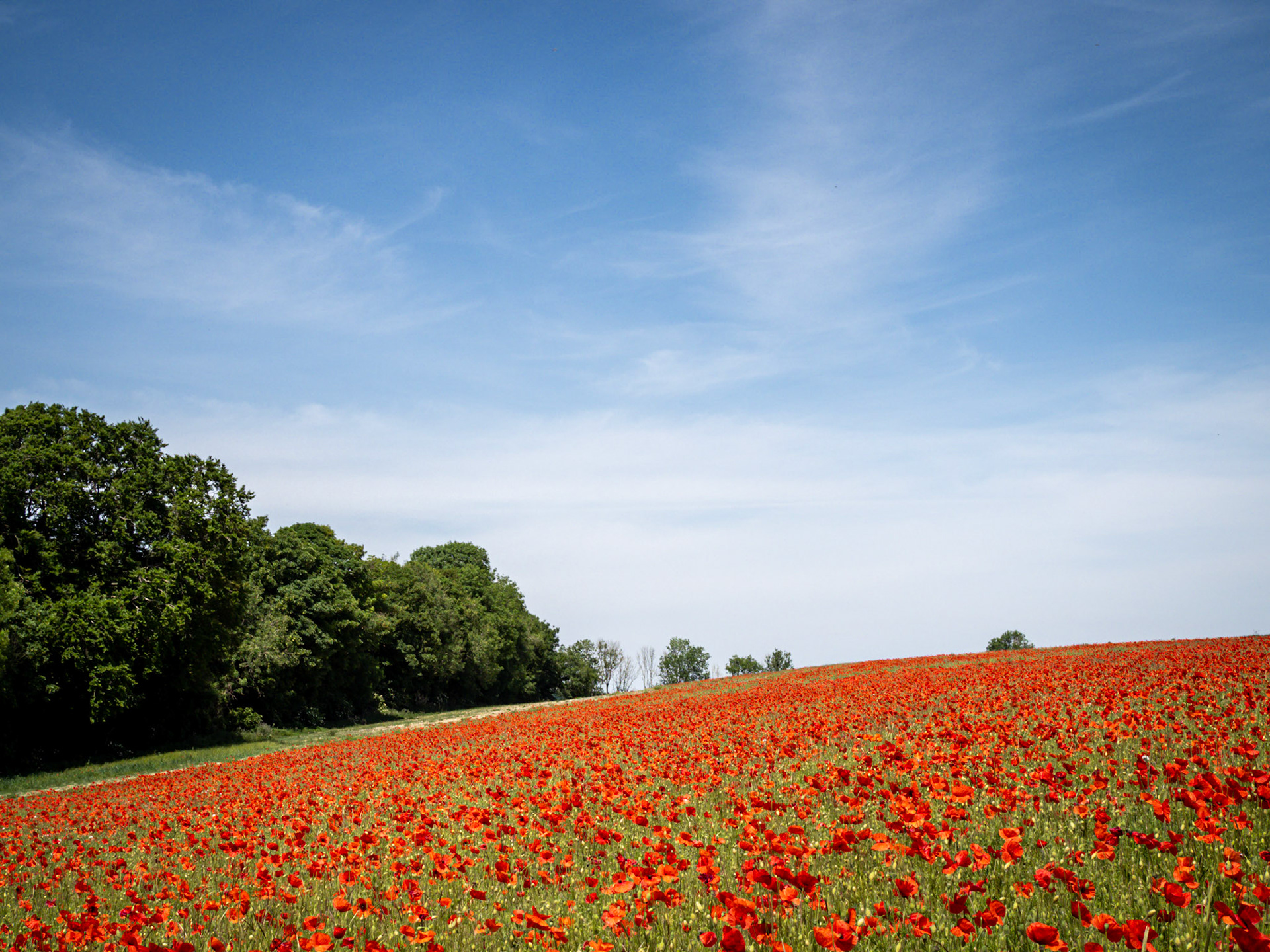 A field of wild poppies casts a rich carpet of red across a field on the South Downs in Sussex