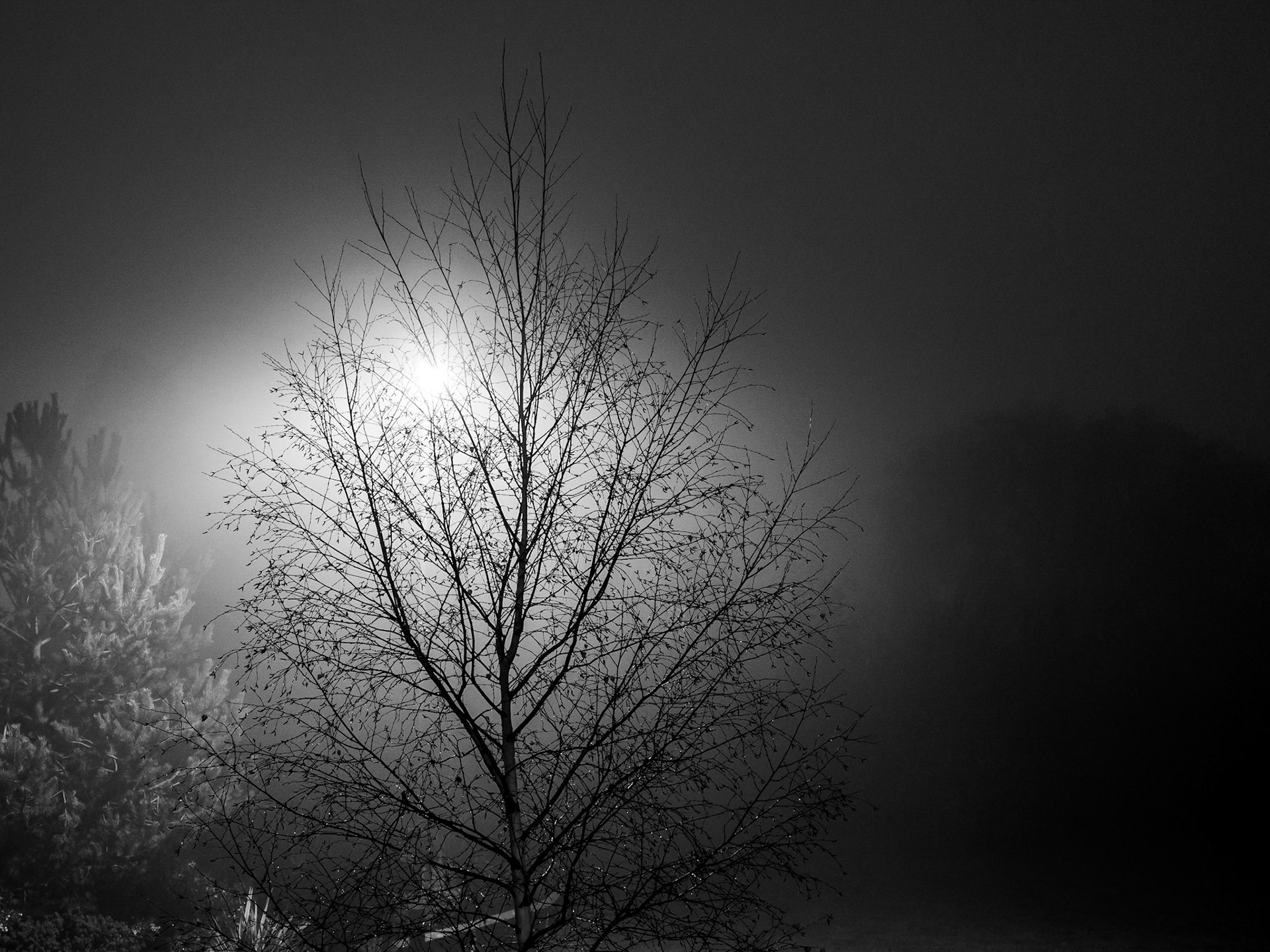 The silhouette of a bare tree against the glare of a lone streetlight amonst the mist at dusk