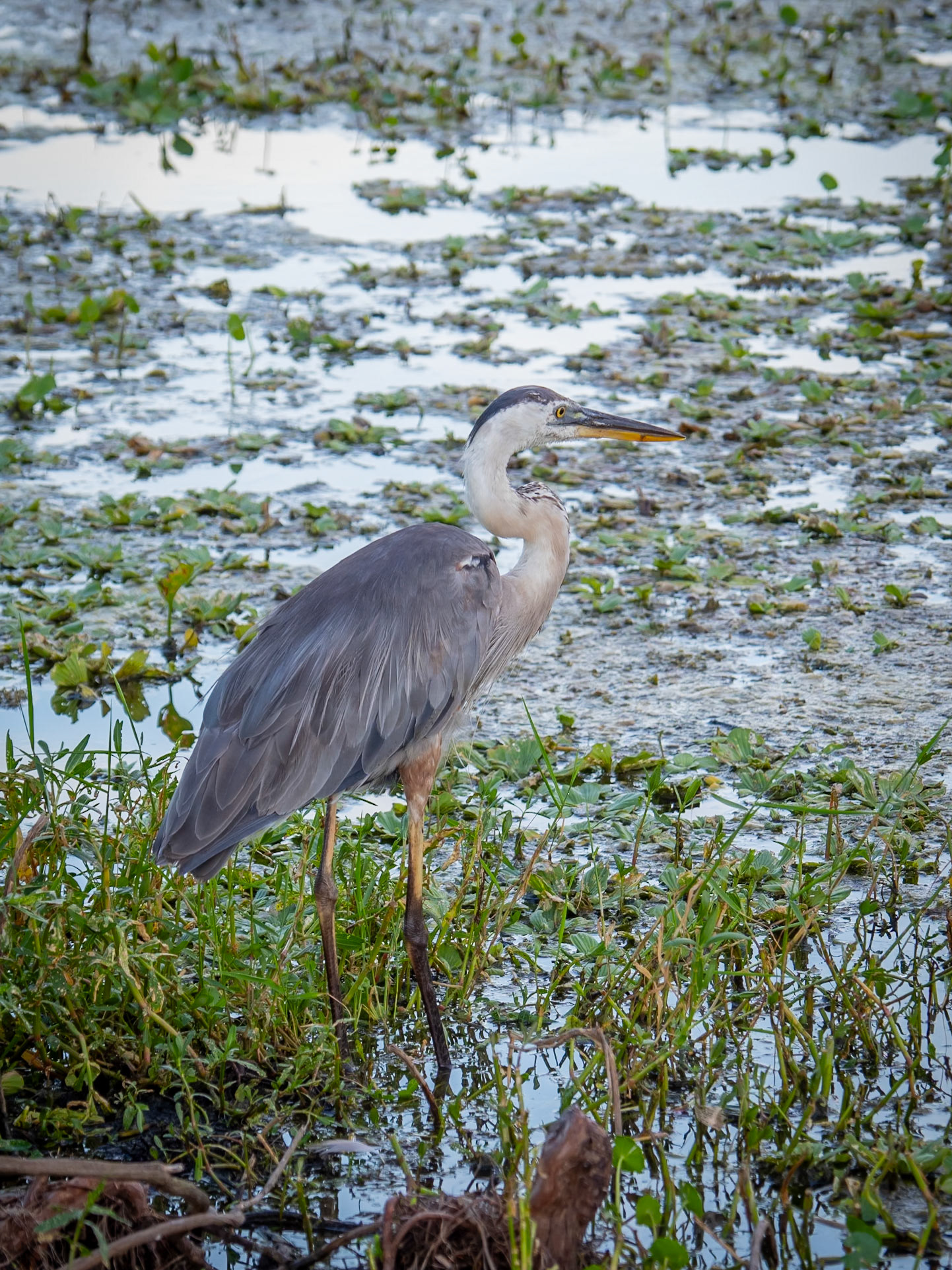 A heron stands perfectly still in the shallows waters as it waits for prey in the Orlando Wetlands in Florida