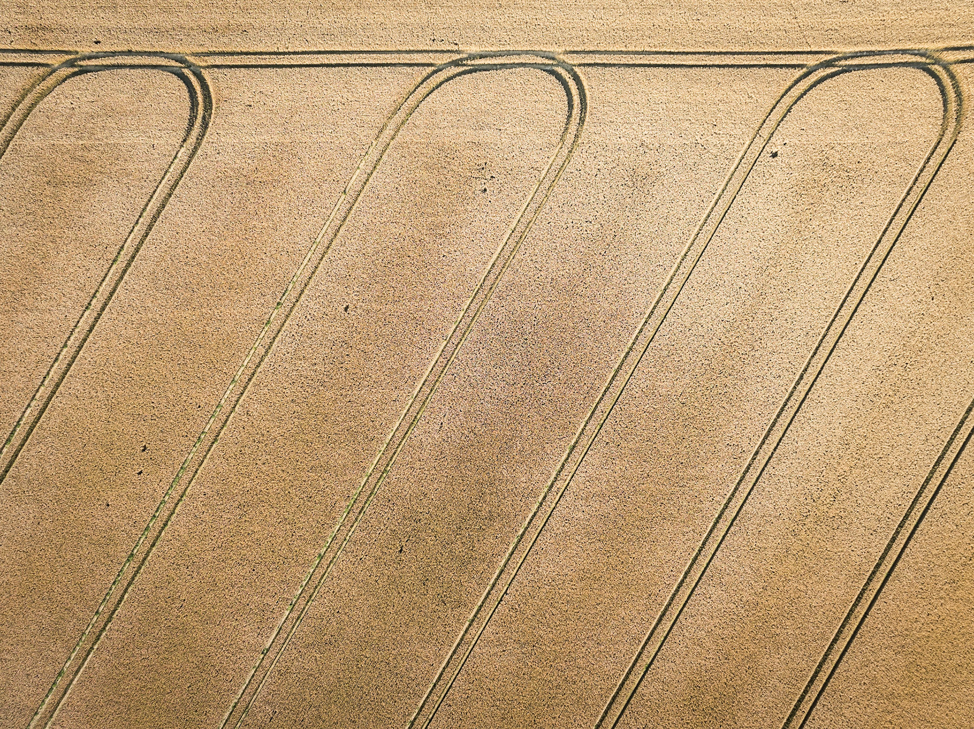 A field of wheat in Susses is nearly ready for an early harvest
