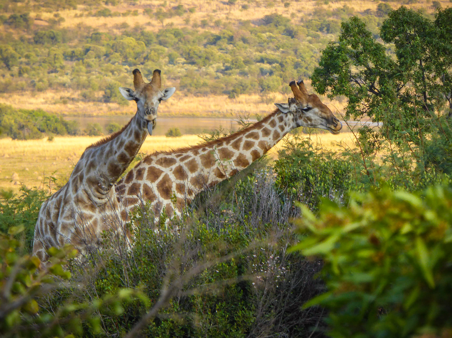 A playful tower of giraffes in Pilanesberg National Park, South Africa